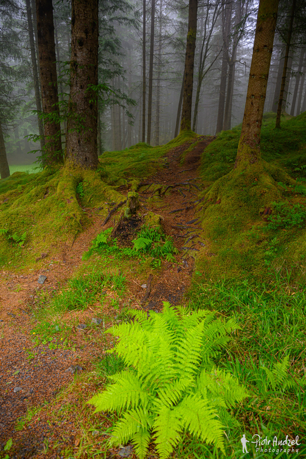 Forest near Bergen