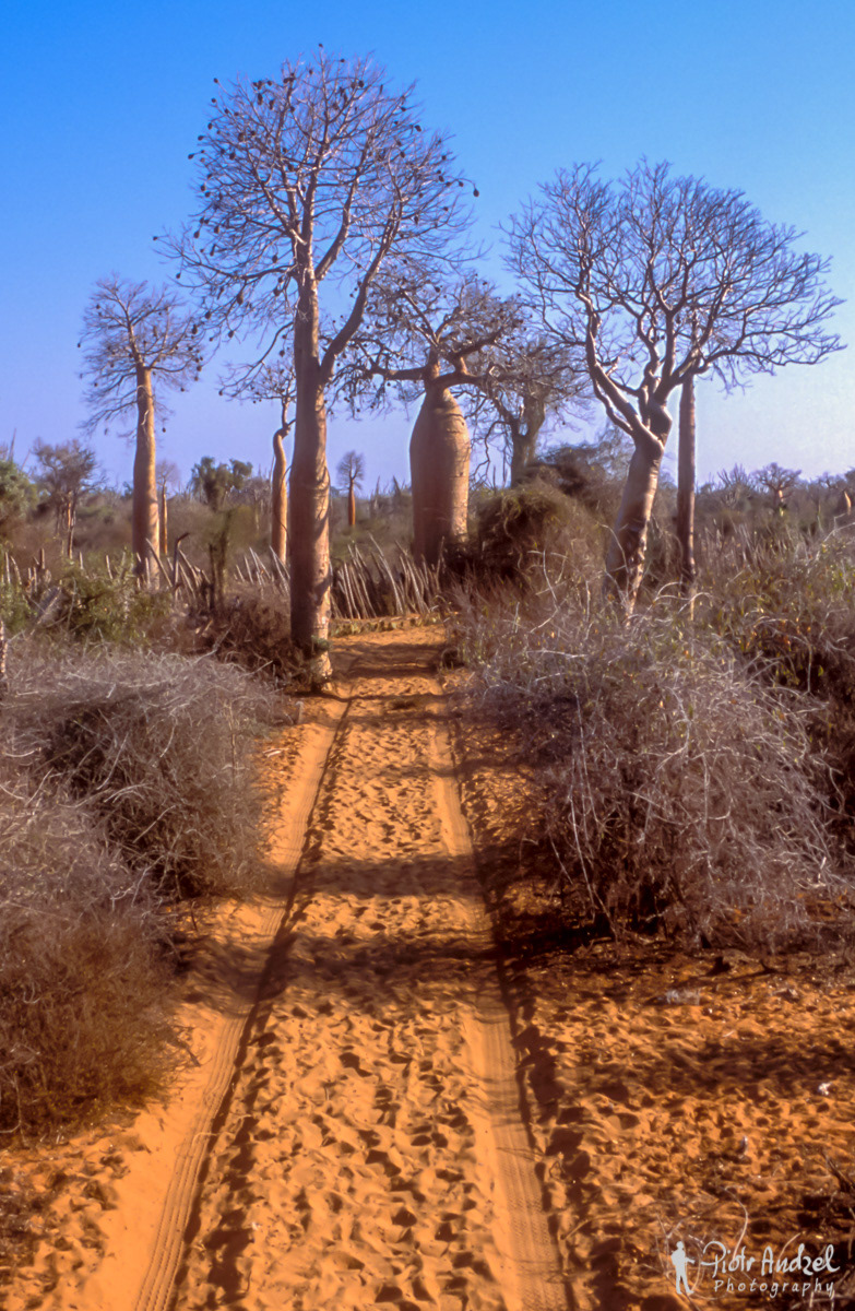 Baobabs