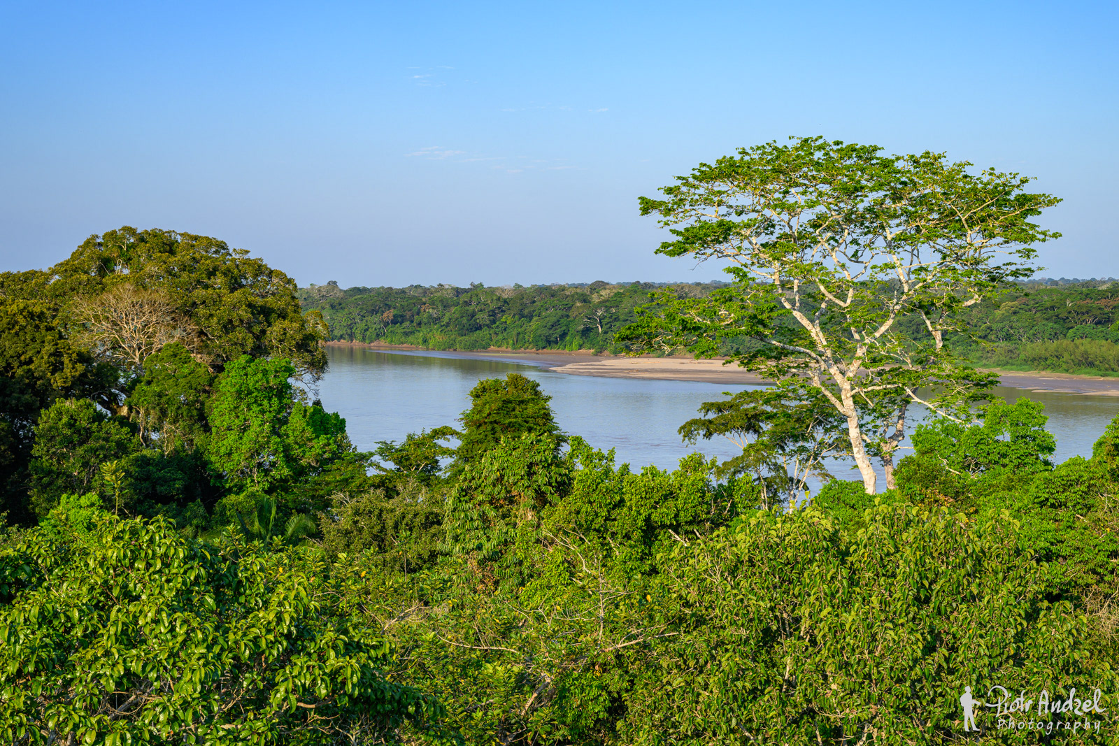 Amazon jungle