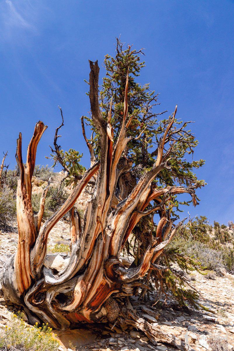 Ancient Bristlecone Pine Forest