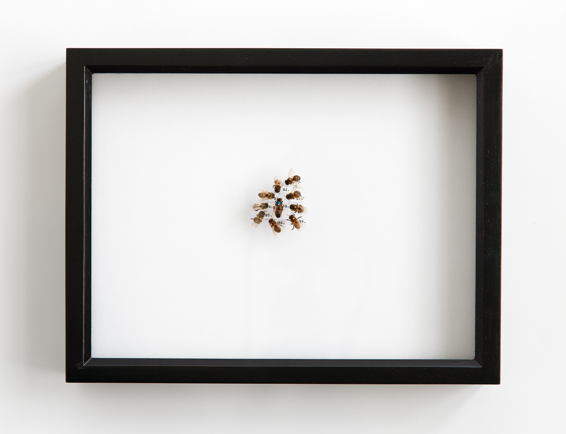 Honeybee Collection II / bees, insect pins, rubber foam