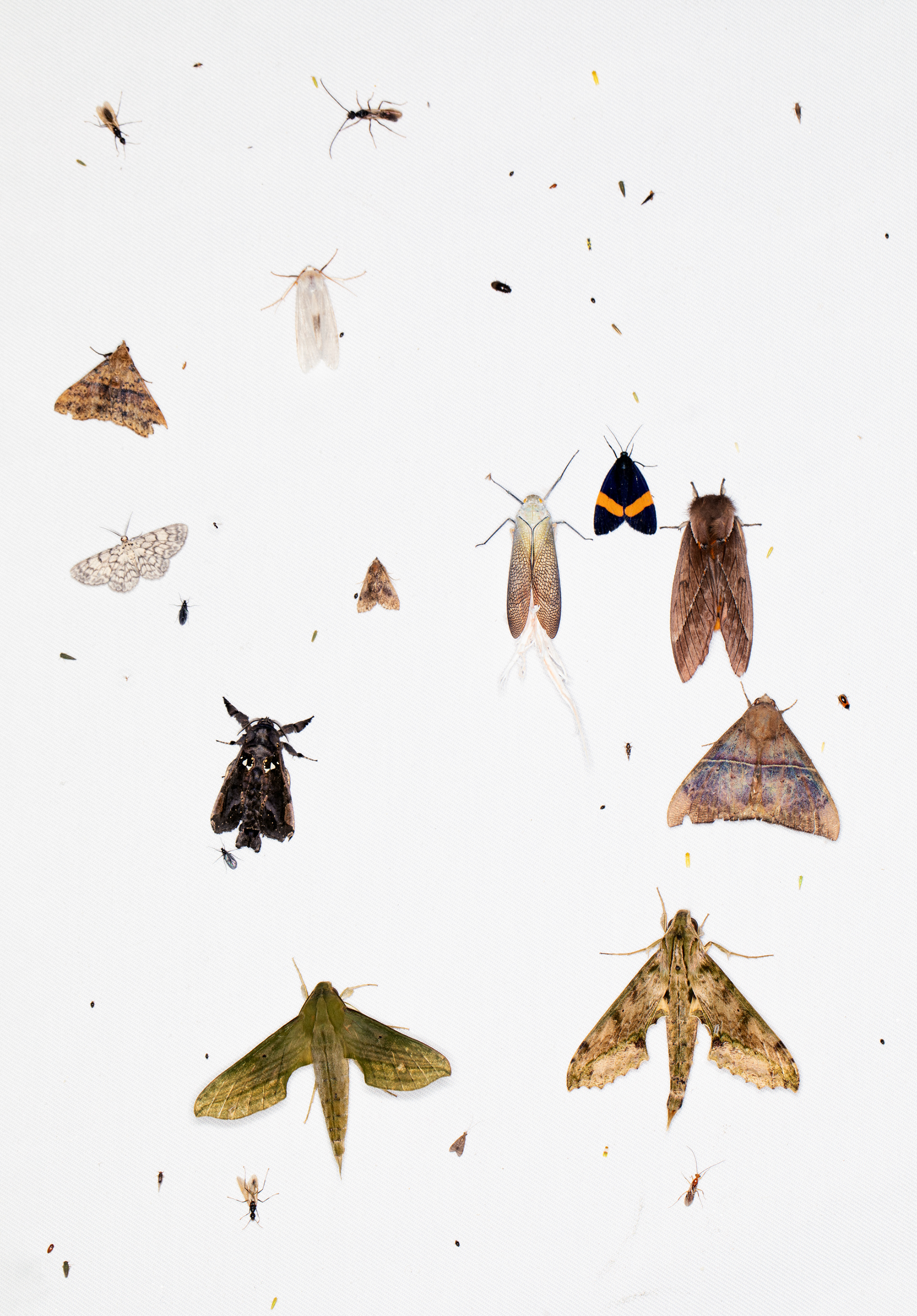 Primary rainforest moths