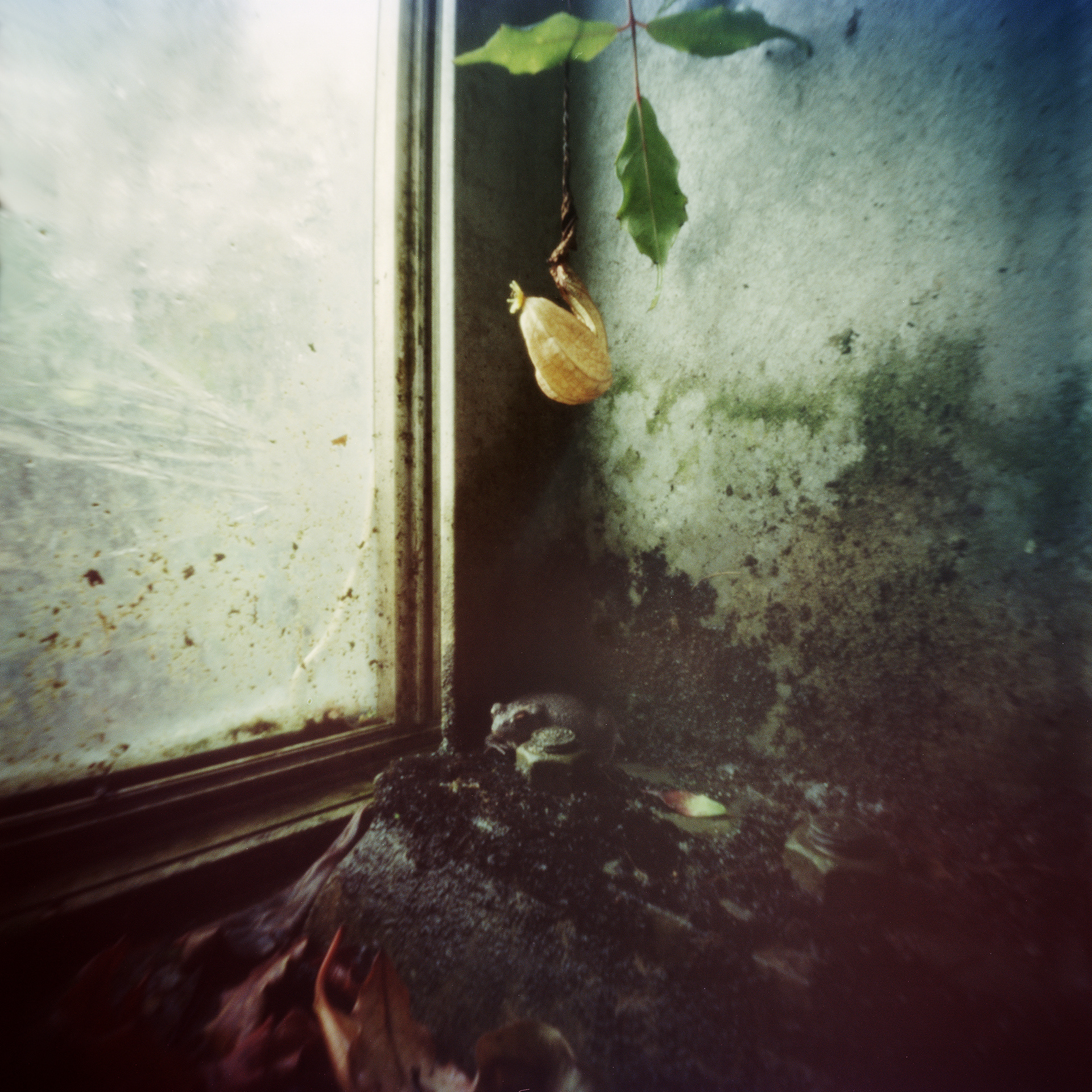 Untitled (Toad)
