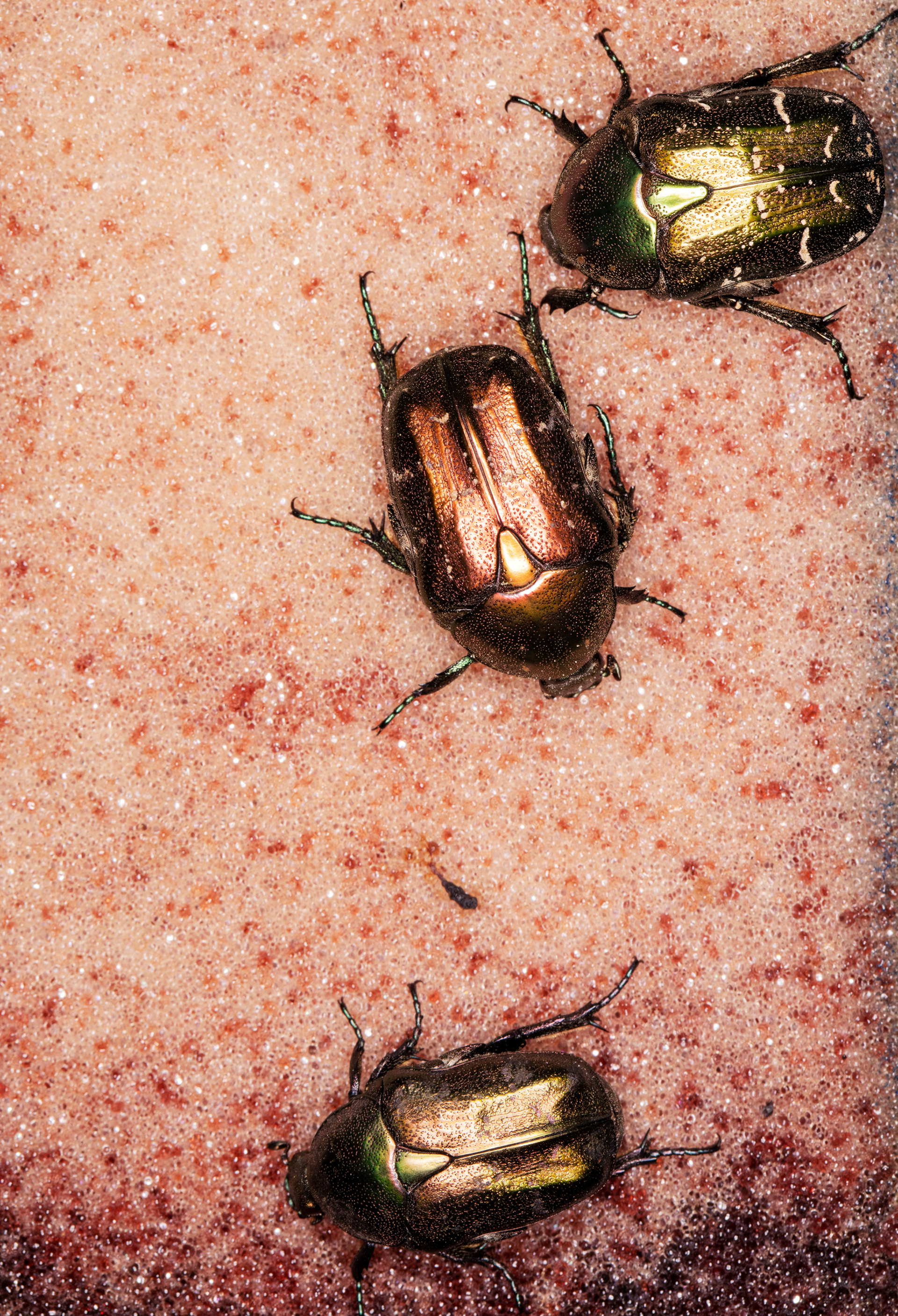 Rose chafers (production forest, Kuhmo)