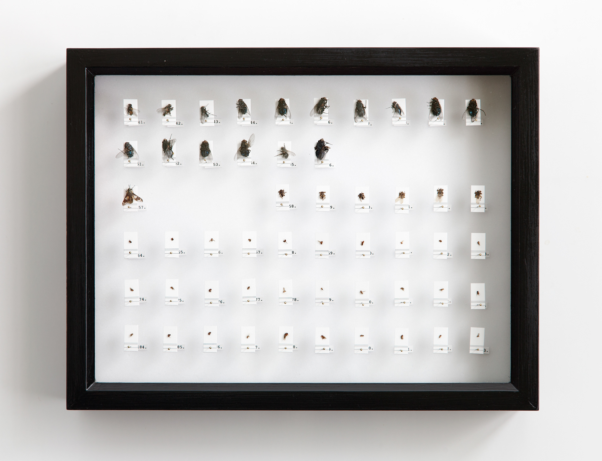 Own Collection III / flies, insect pins, rubber foam