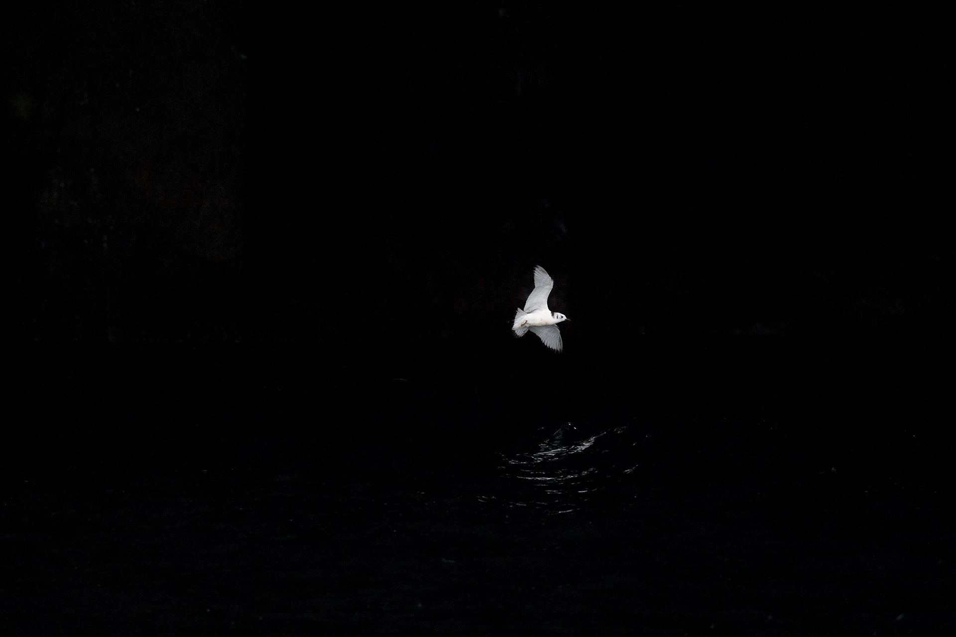 Cave / 2007