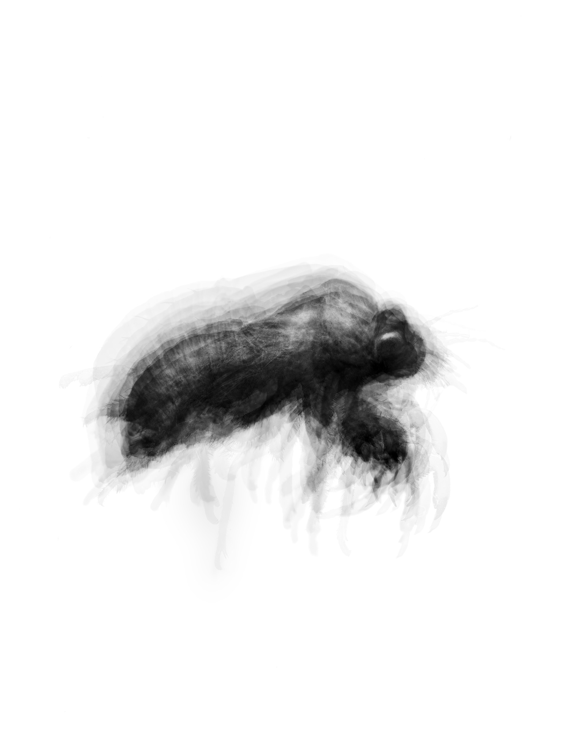 Cicada orni shell
