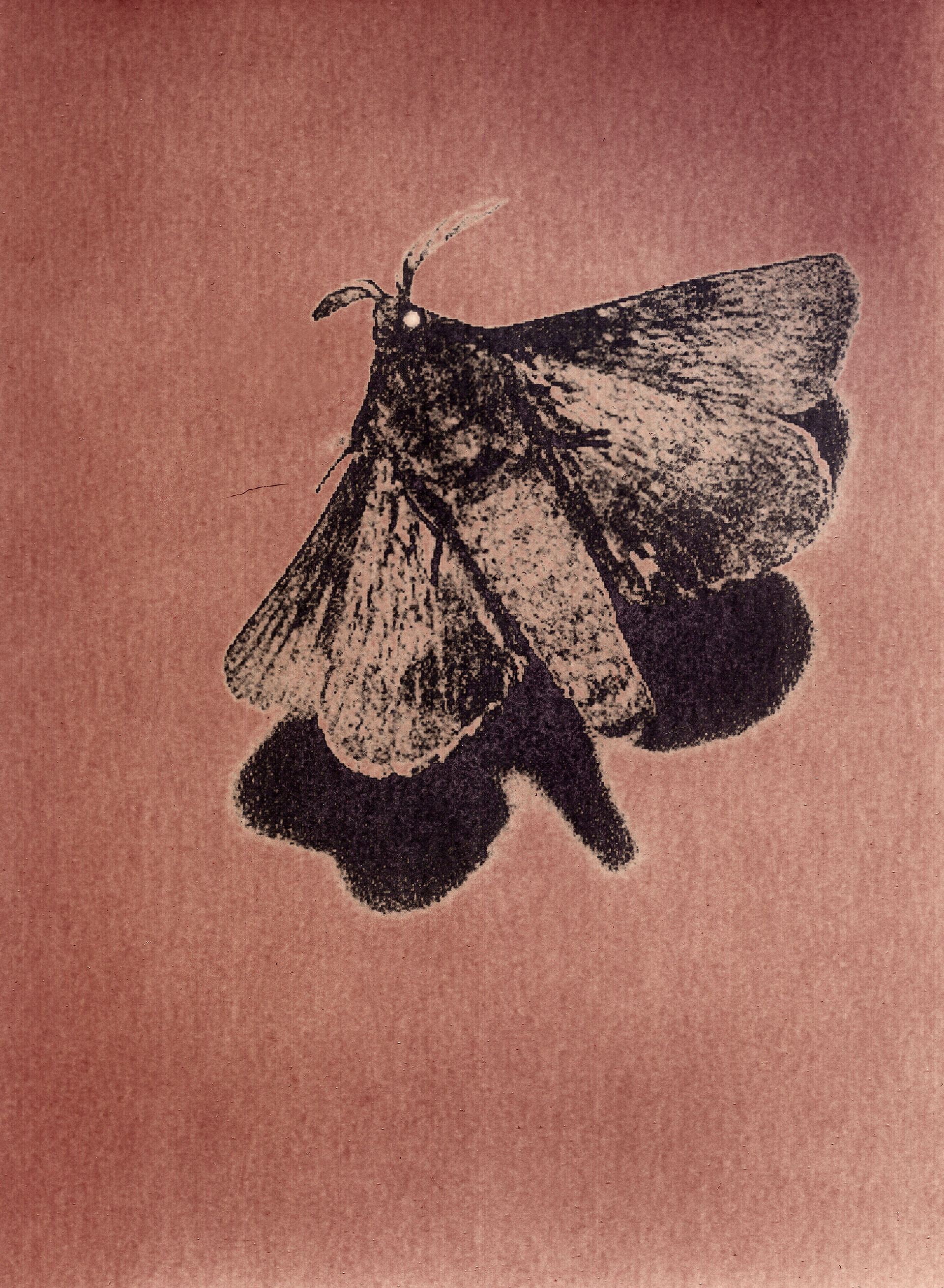 Untitled (Moth I) / 2021