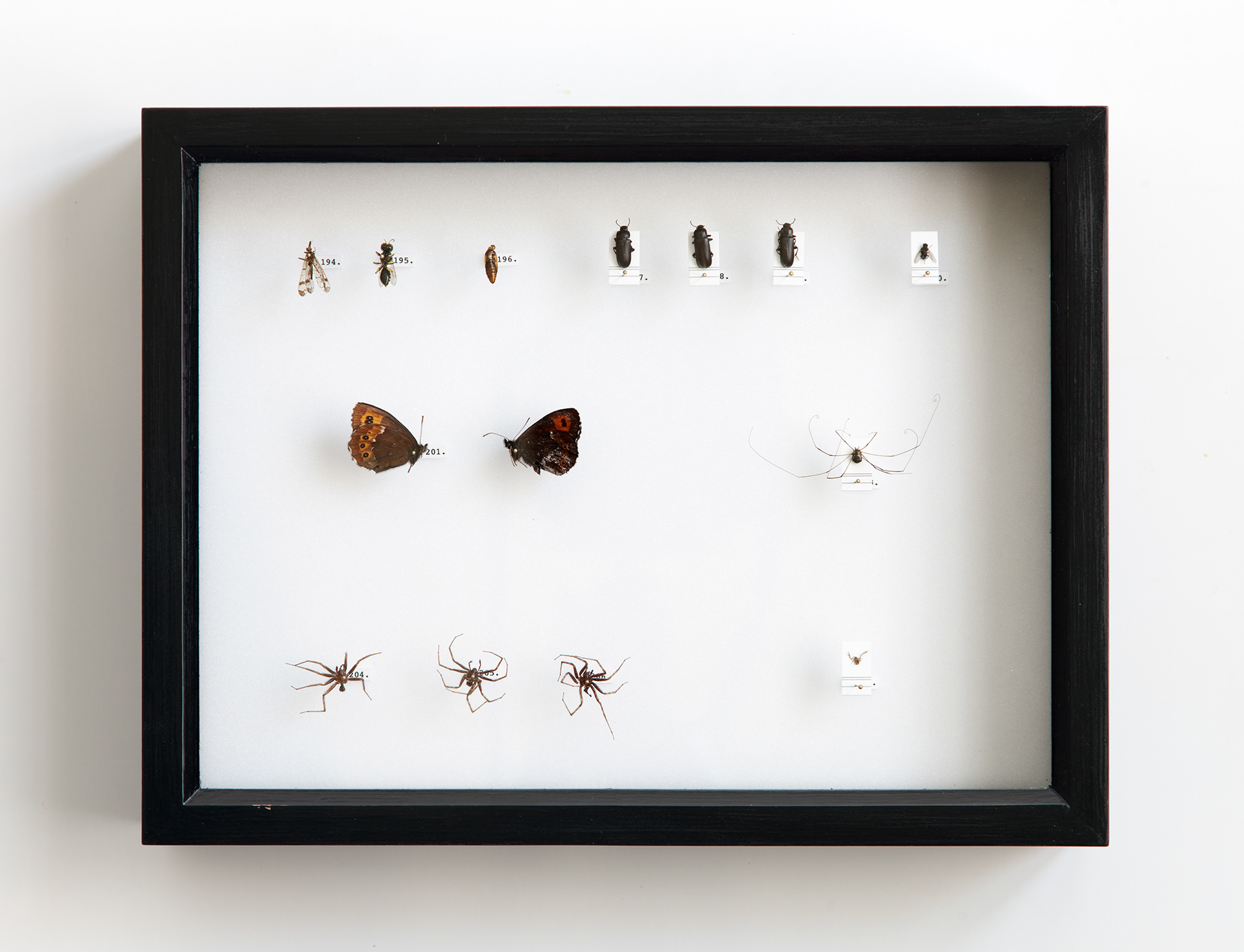 Own Collection II / mixed invertebrates, insect pins, rubber foam