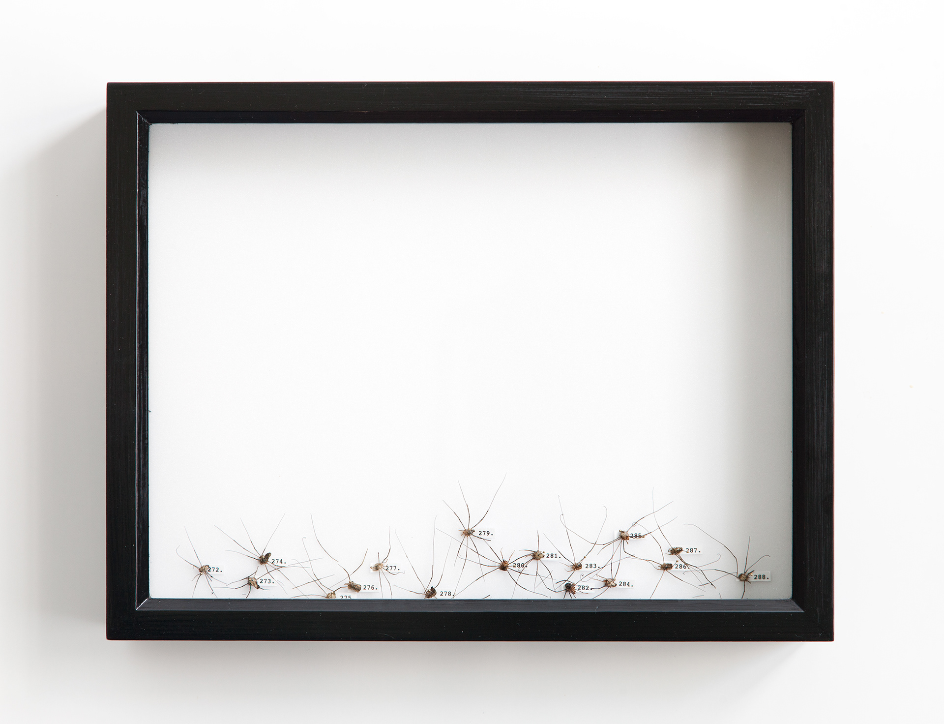 Side Catch Collection II / harvestmen, insect pins, rubber foam