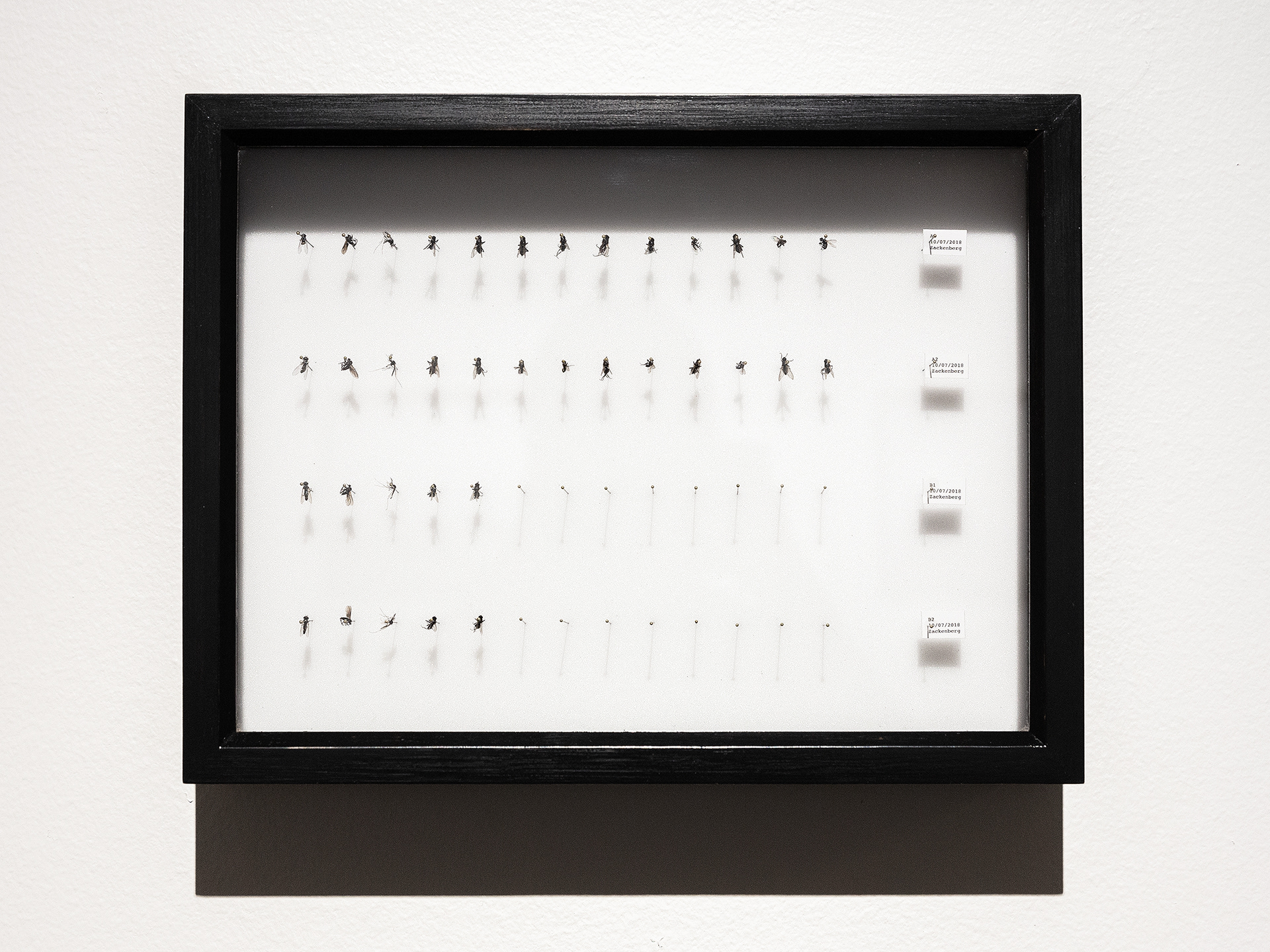 Test Assemblages / insects, insect pins, foam rubber, frame (© Milla Talassalo)