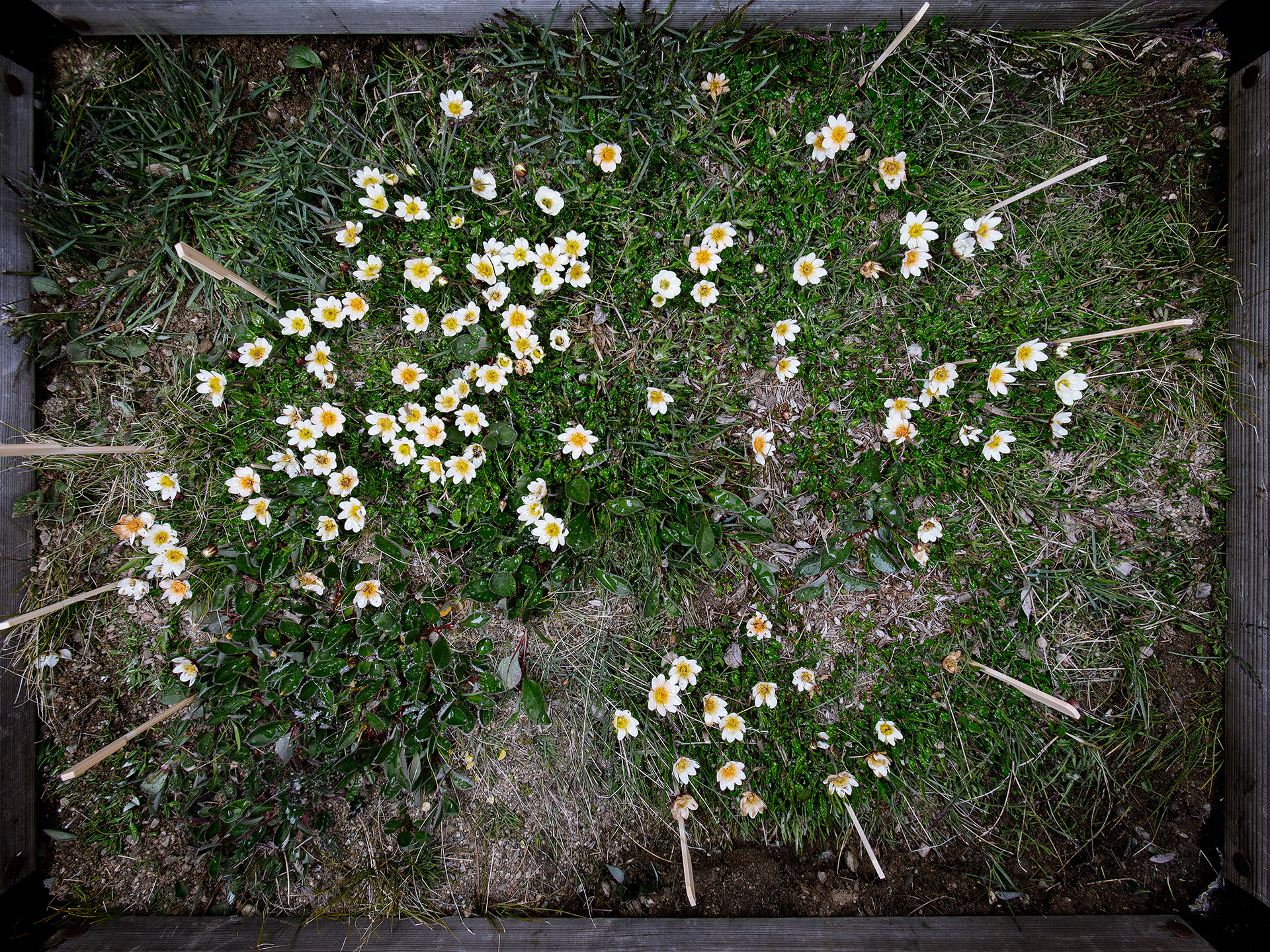Dryas octopelata