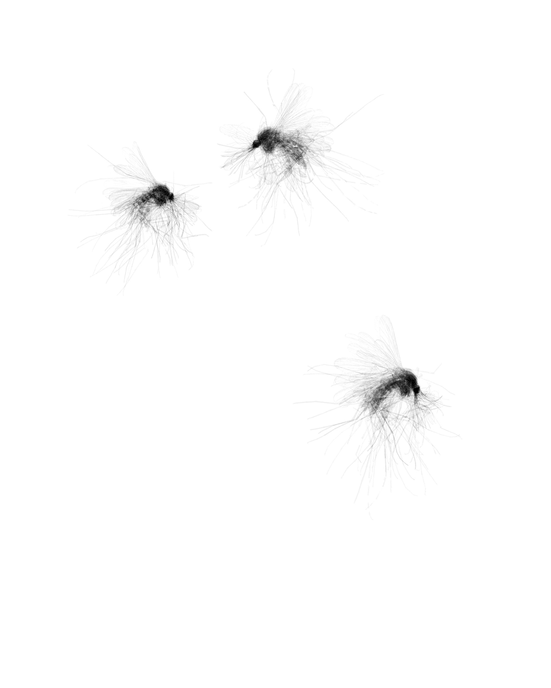 Culicidae