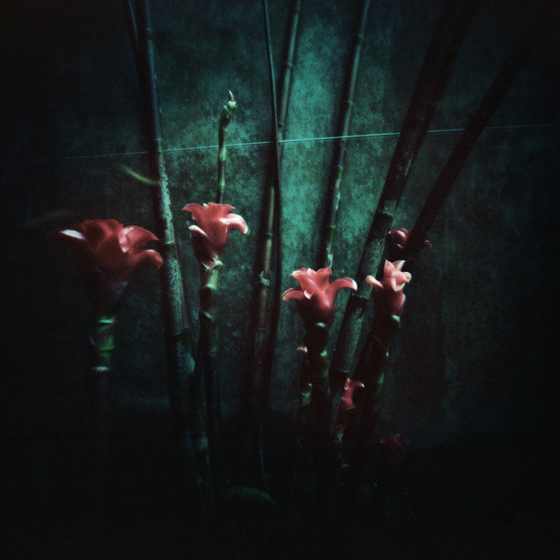 Untitled (Costus)