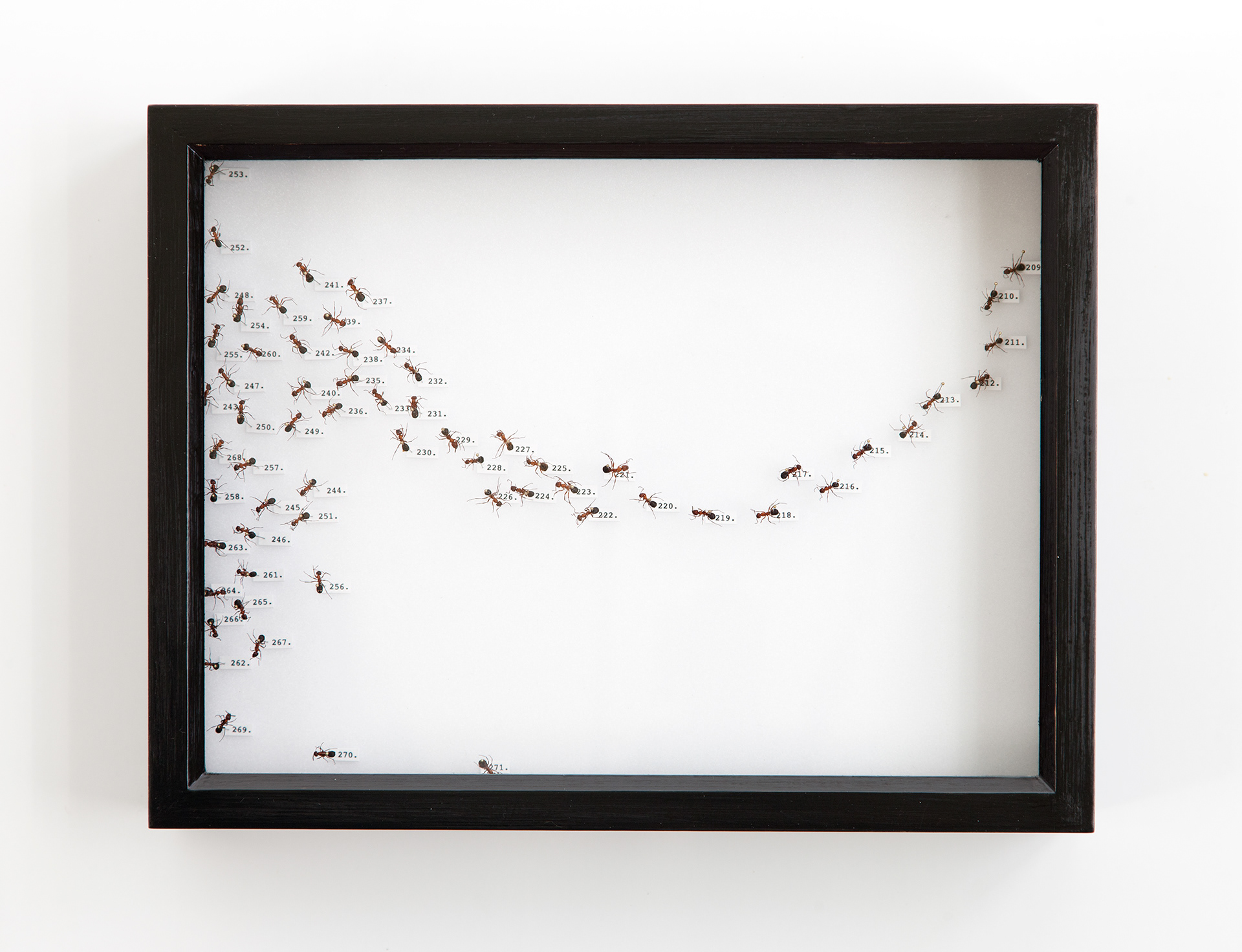Side Catch Collection I / ants, insect pins, rubber foam