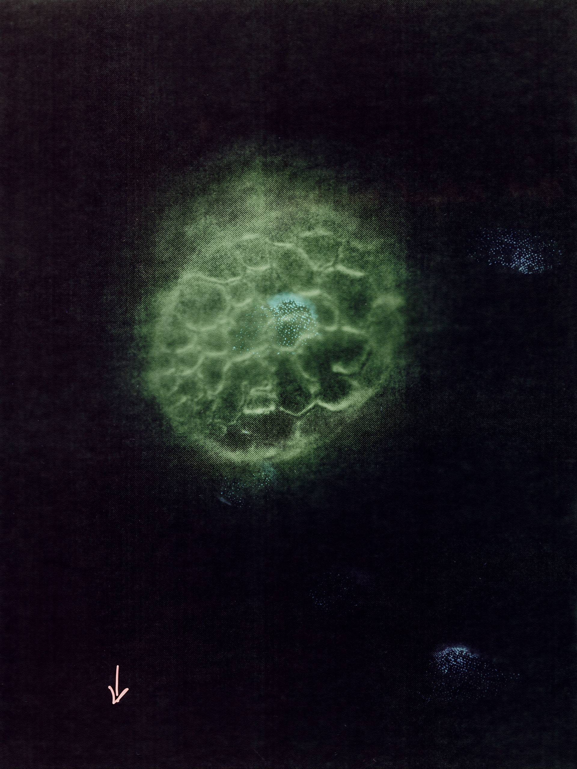 Untitled (Particle) / 2021