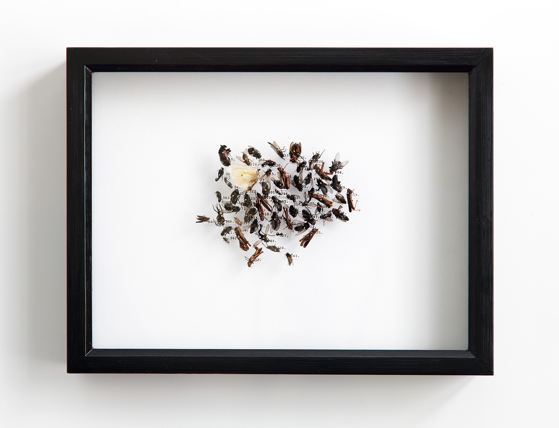 Side Catch Collection III / mixed insects, insect pins, rubber foam