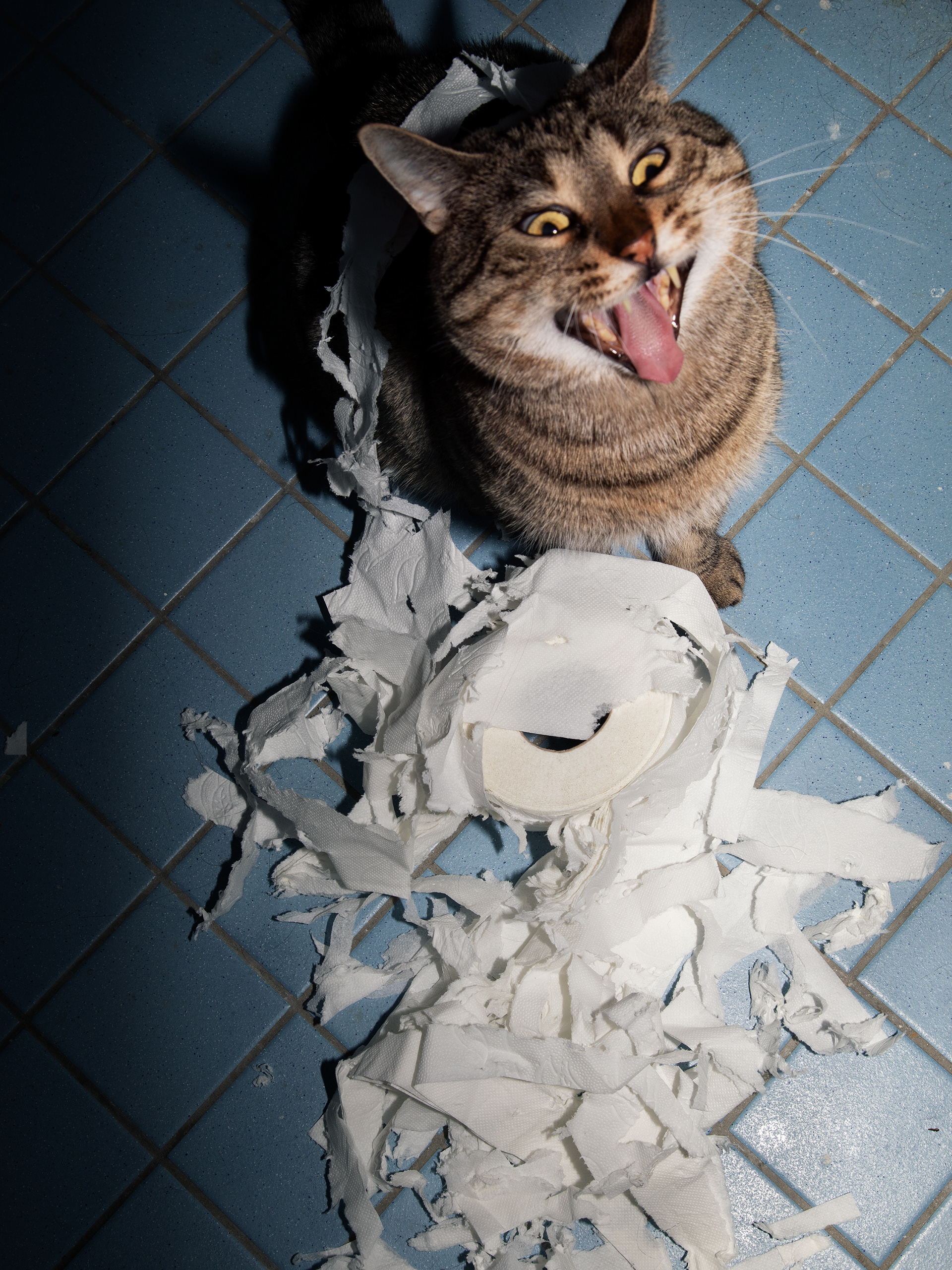 Toilet Paper Crisis / 2020