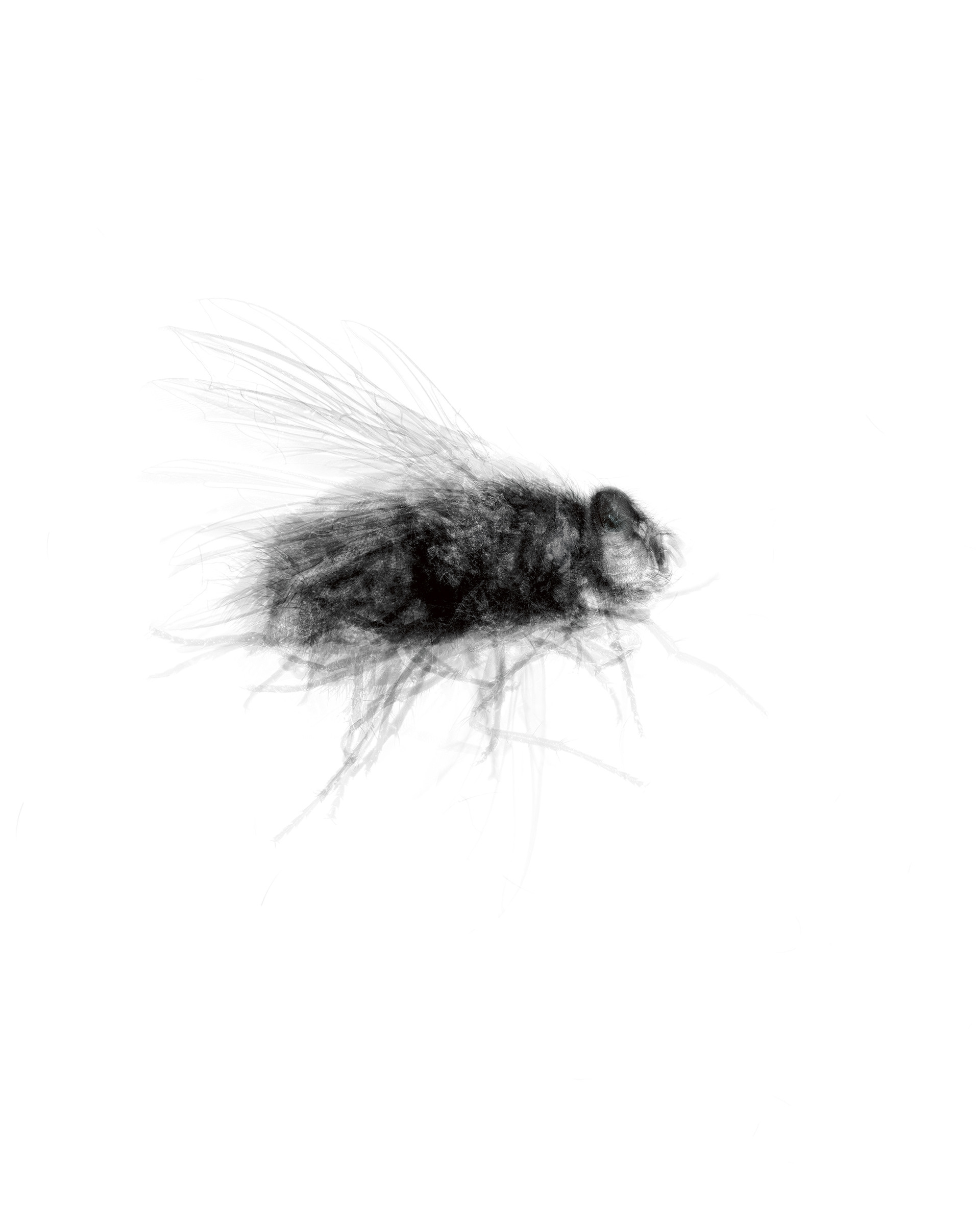 Muscomorpha