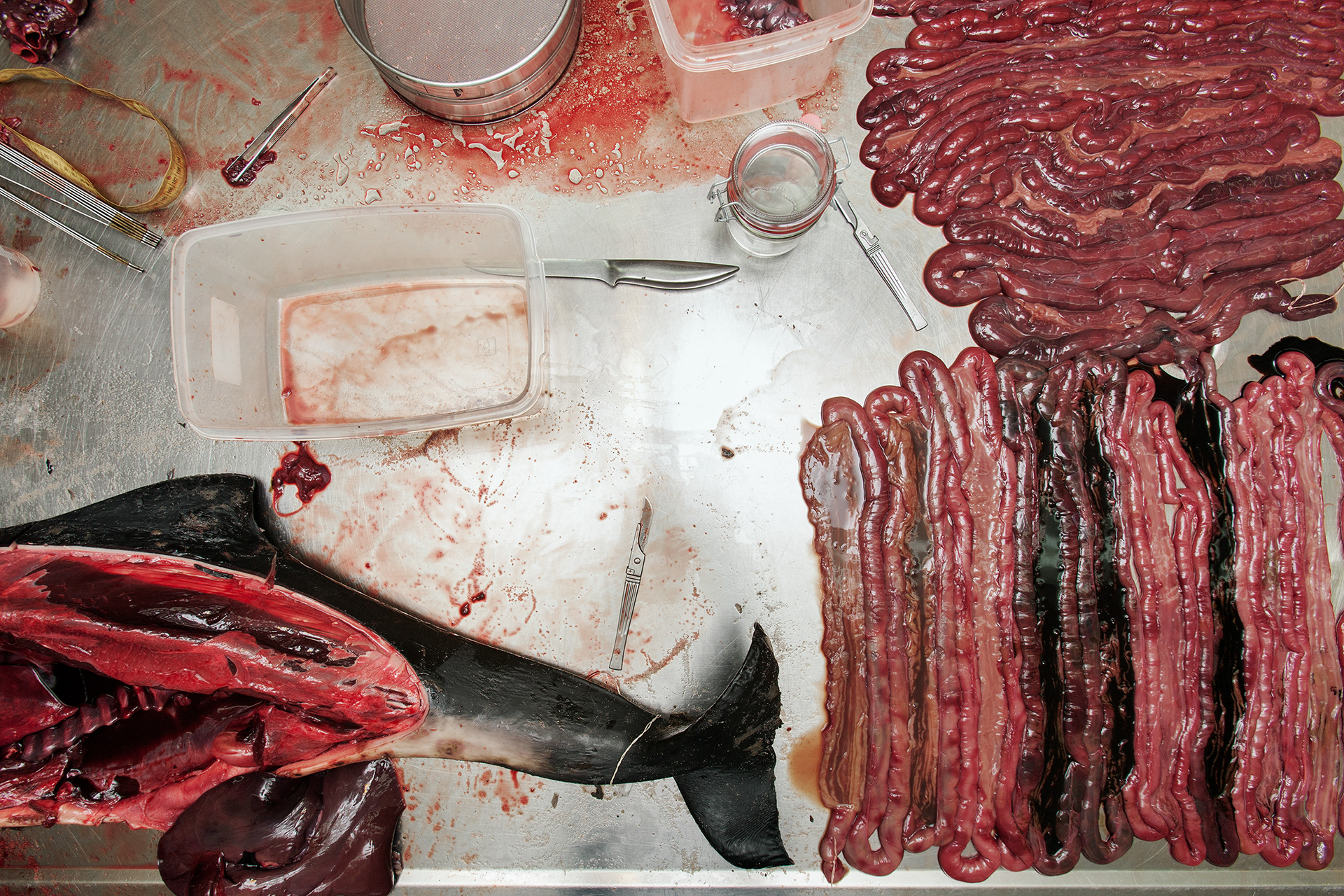 Untitled (Viscera)