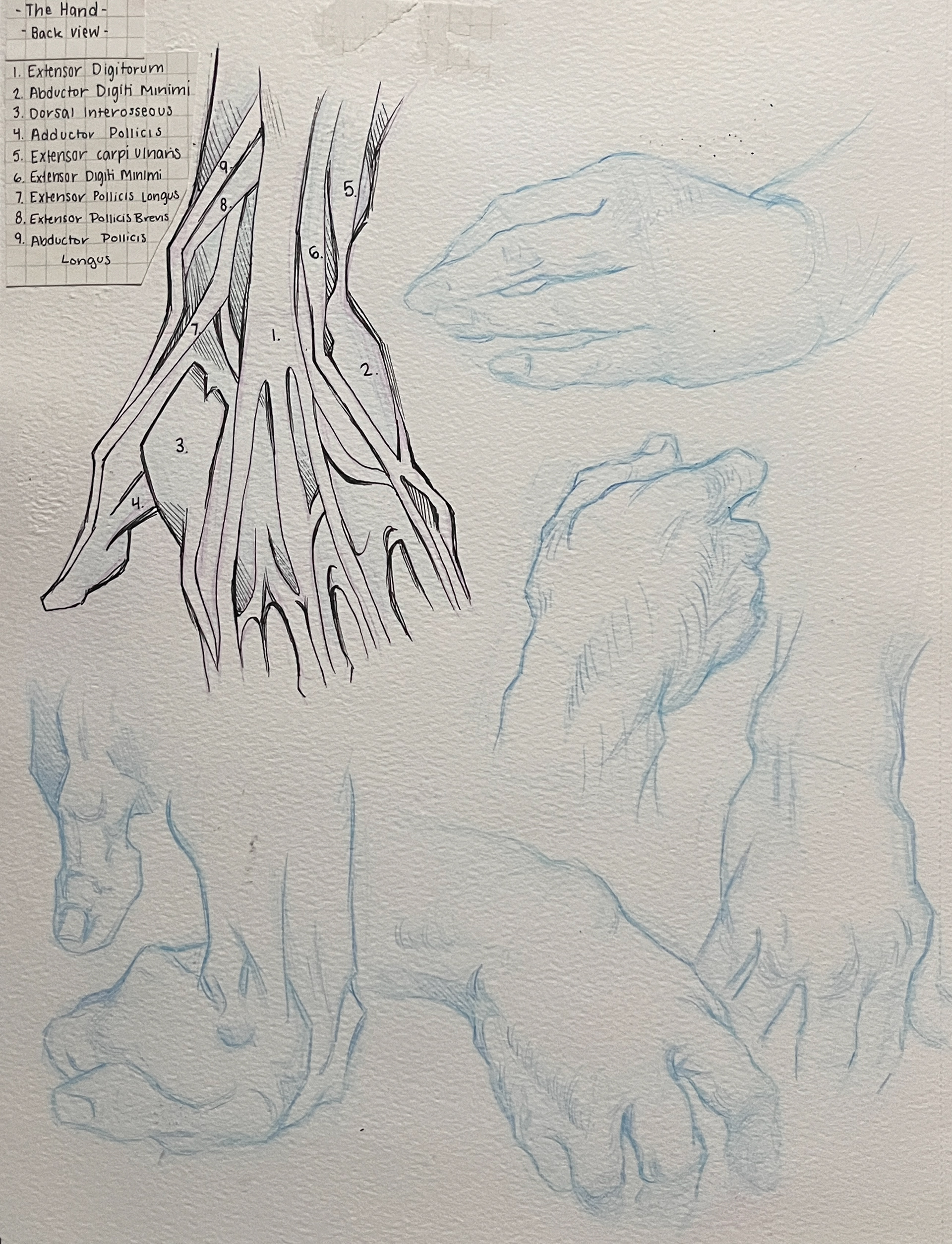 Medium: Prismacolor Col-Erase and Ink