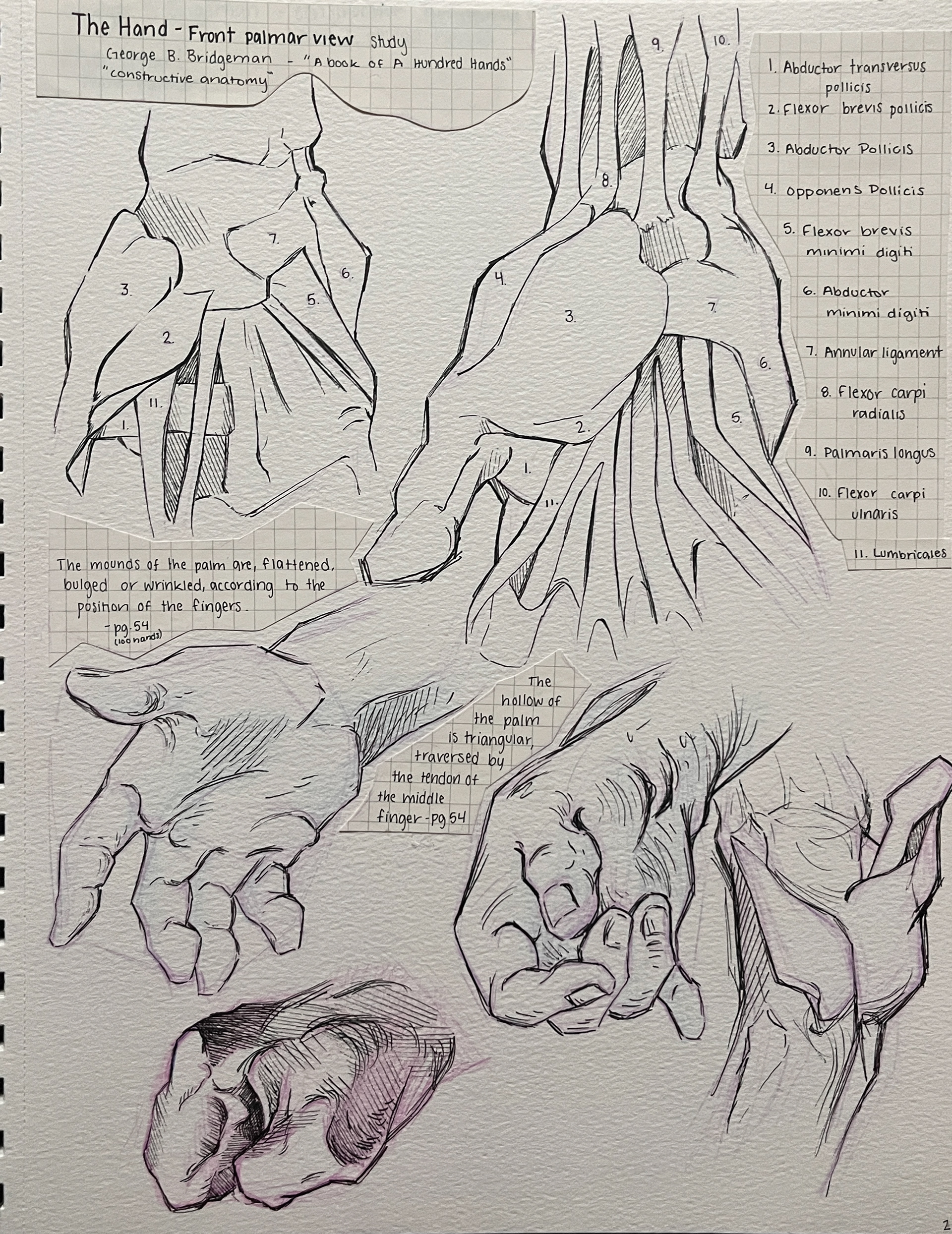 Medium: Prismacolor Col-Erase and Ink