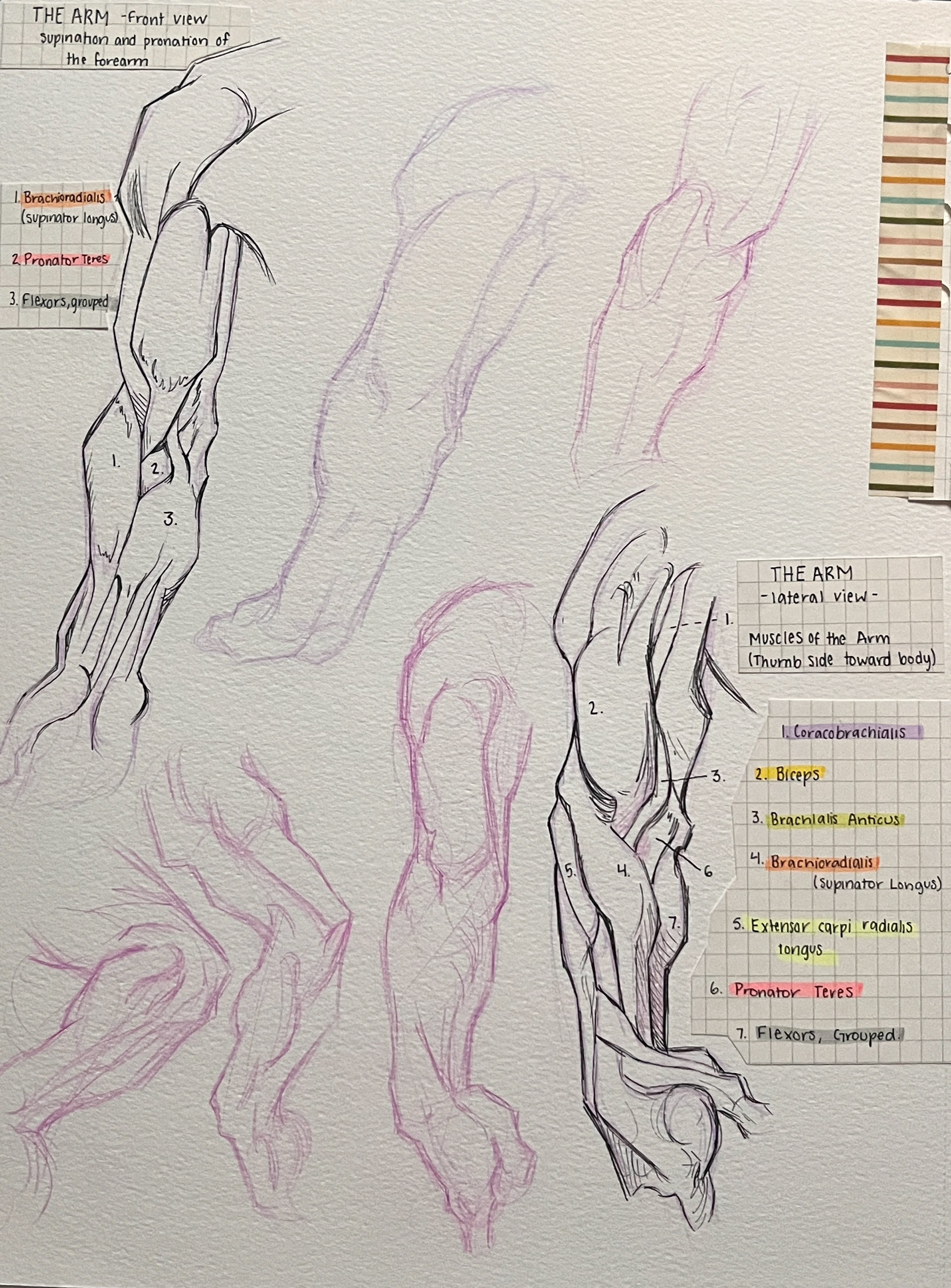 Medium: Prismacolor Col-Erase and Ink