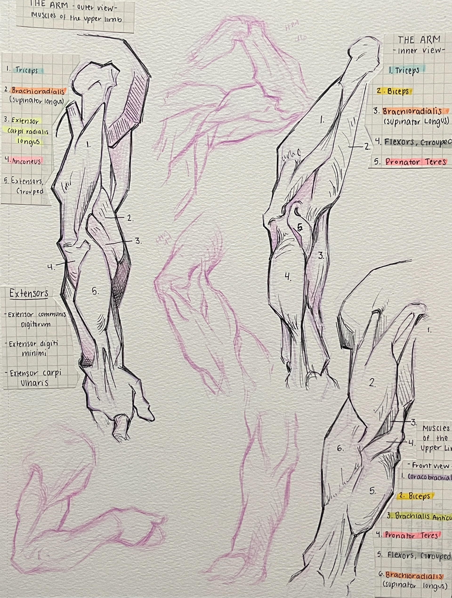 Medium: Prismacolor Col-Erase and Ink