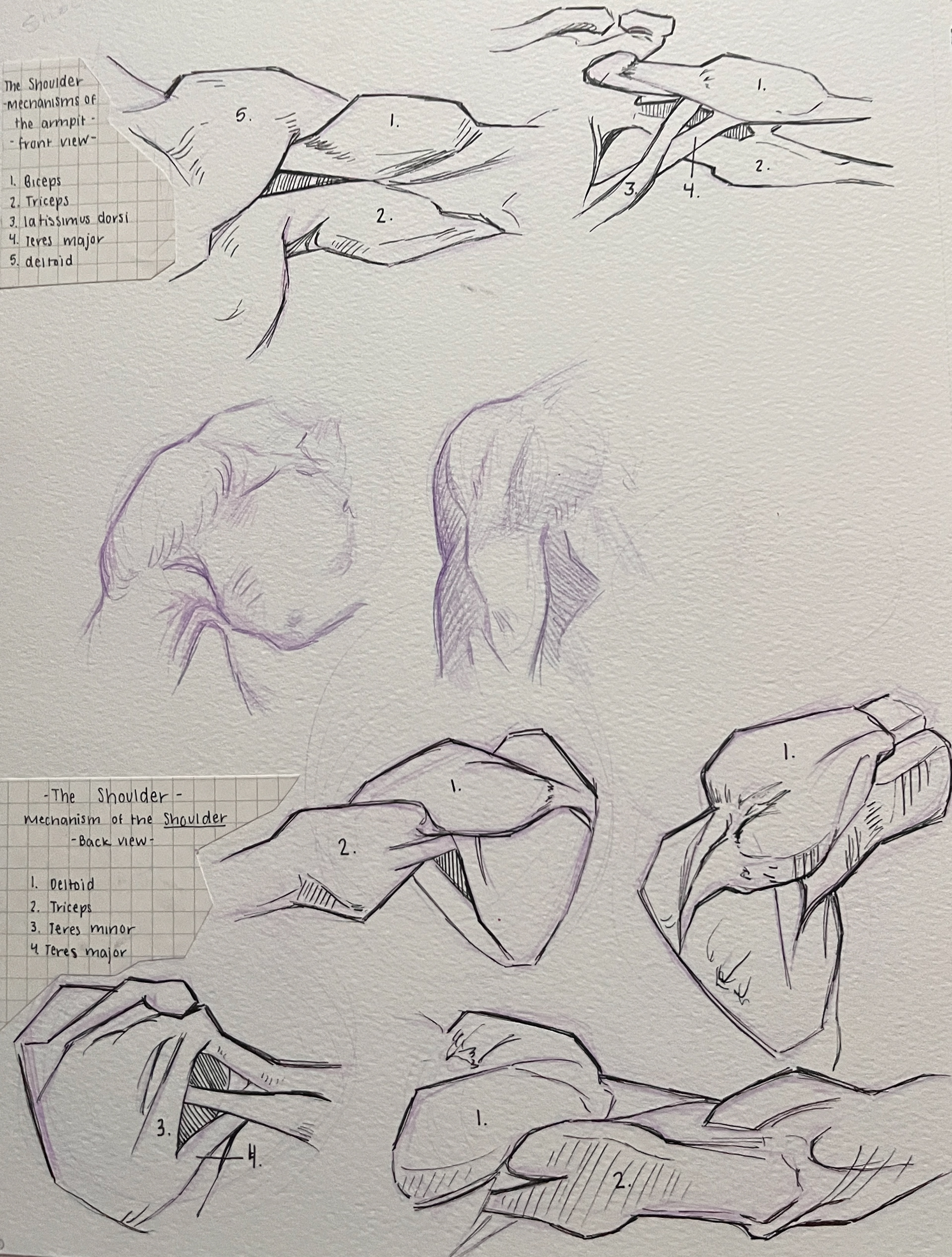 Medium: Prismacolor Col-Erase and Ink