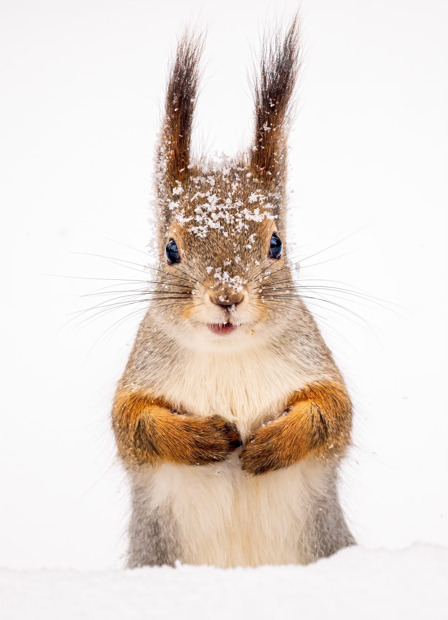 "Highly Honoured" Nature's Best International Awards 2025