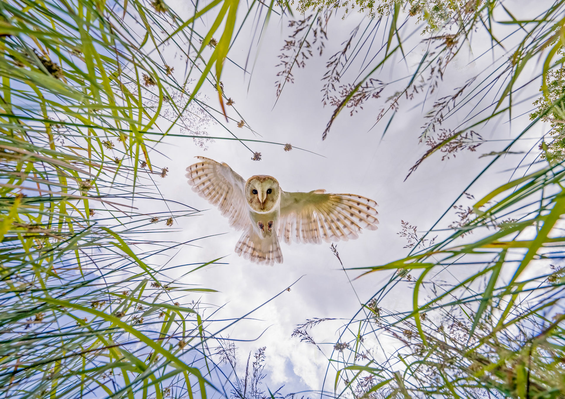 Top 3 in Category, so top 30 overall from over 650,000 entries in the CEWE Photo Awards 2025, the largest photo competition in the world. Finalist LCE Photo show competition 2024