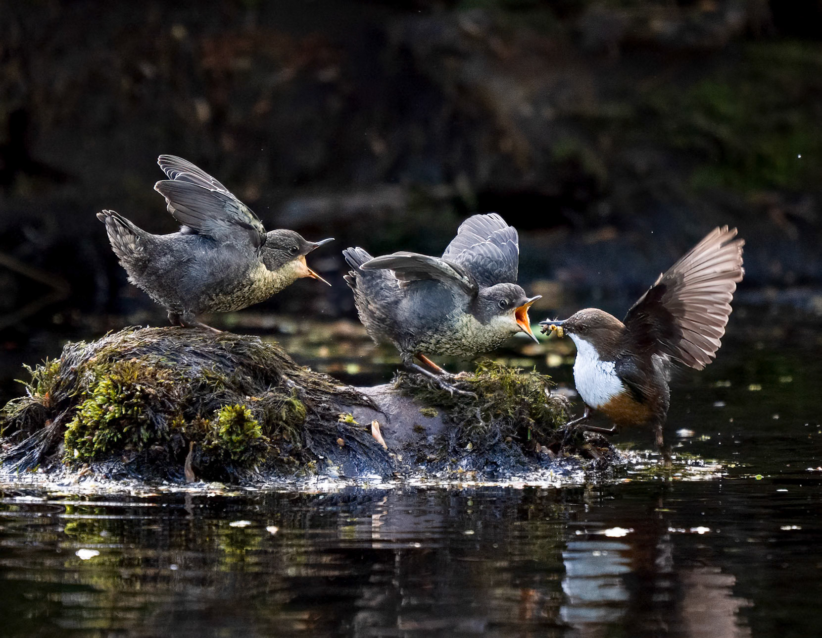 Cumbria Wildlife Trust 2027 Calender Competition Winner