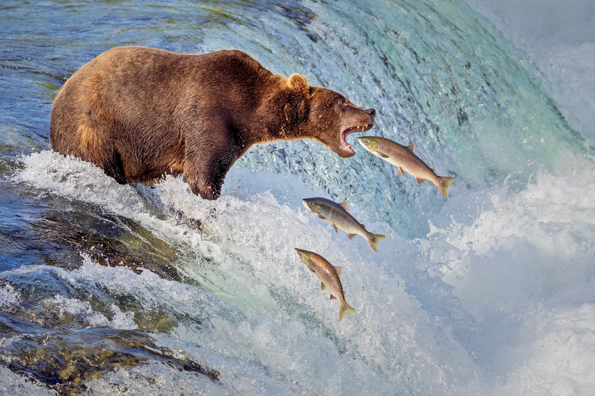 Overall winner BBC Wildlife Magazine competition for a trip to Belize &amp; PAGB Trophy winner 2023