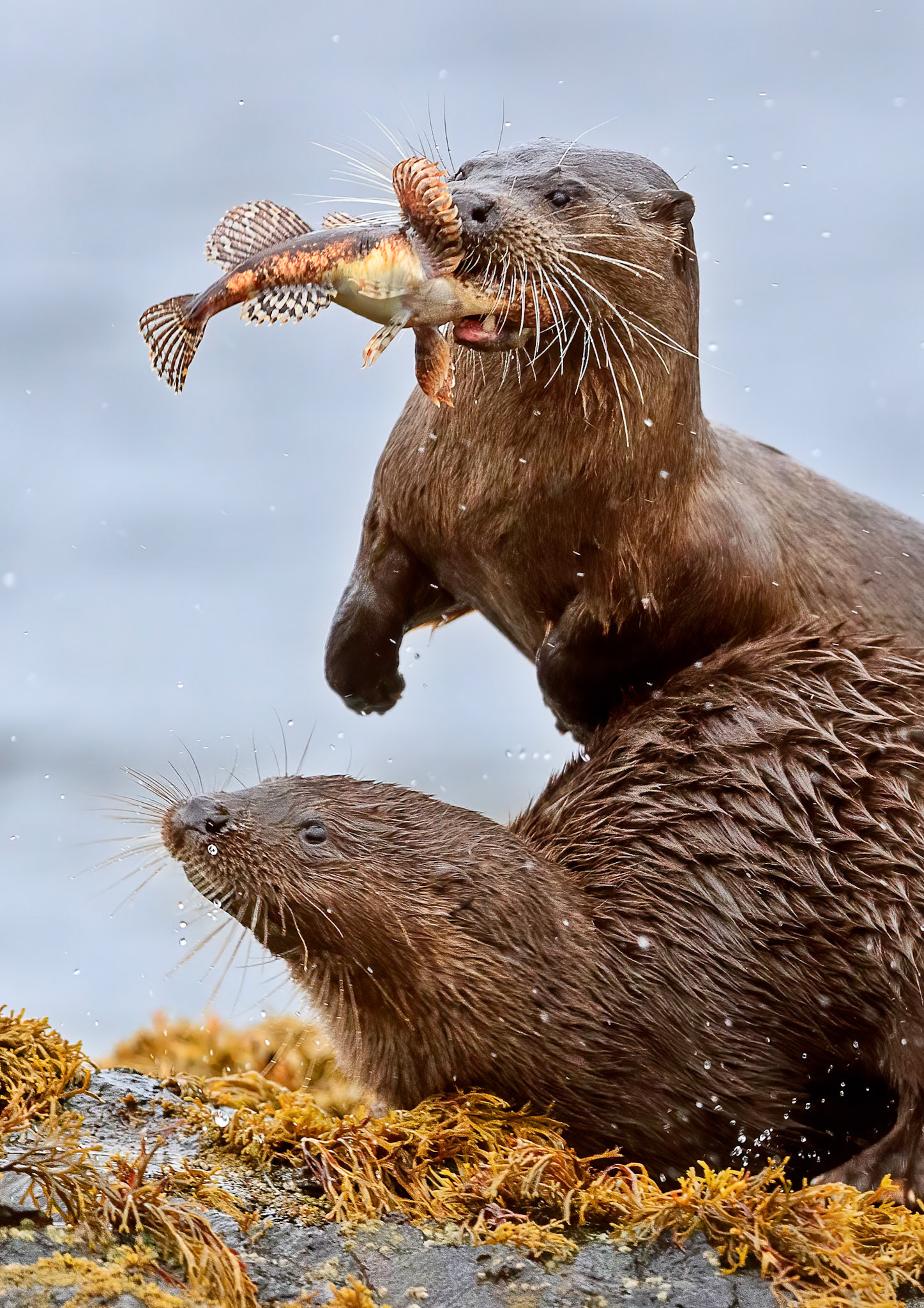 British Wildlife Photography awards 2019