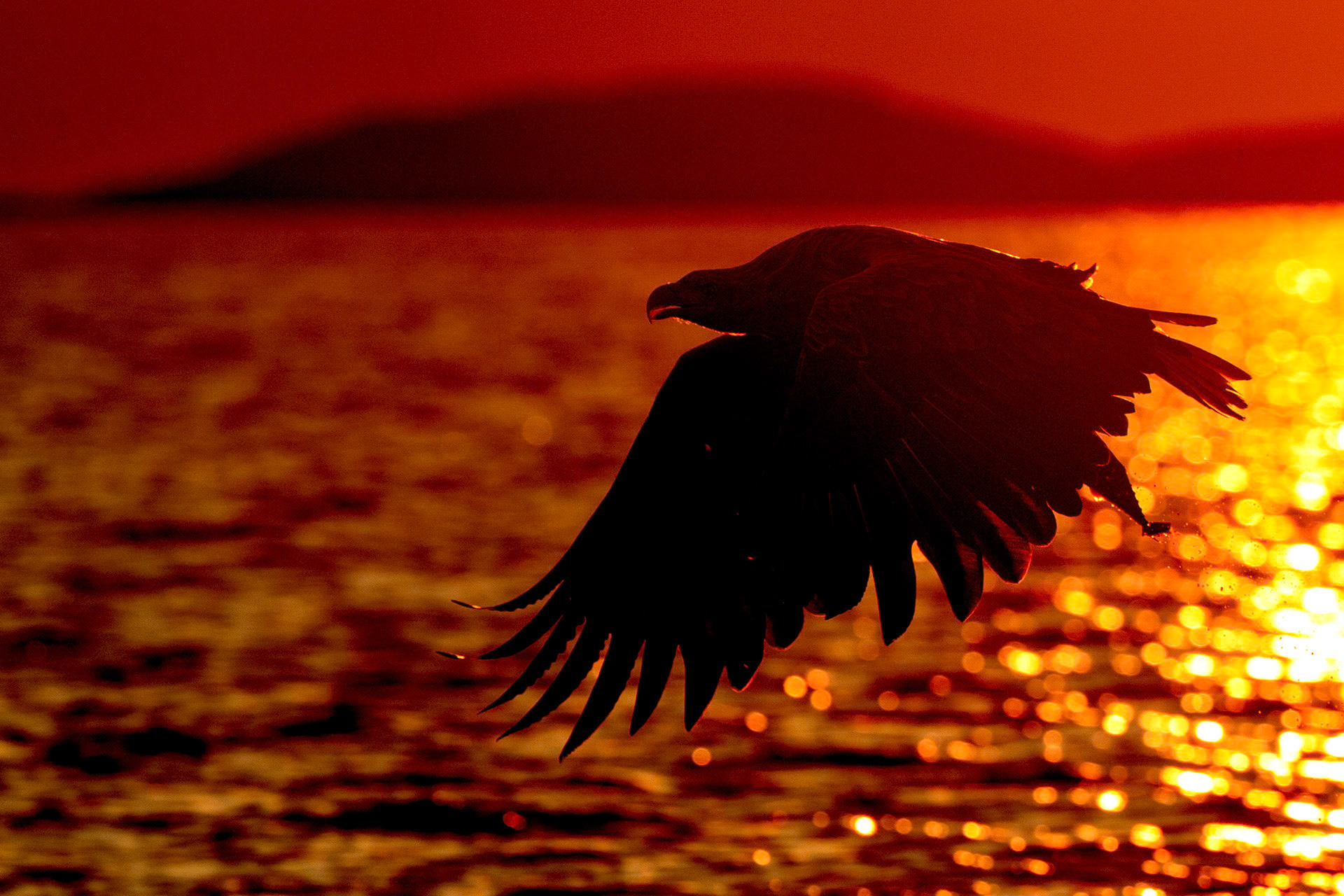 Wild White-Tailed Eagle  in Norway. Baited with dead fish thrown froma  boat. Series of pfotographs taken over one year celebrating the animal's resurgence.