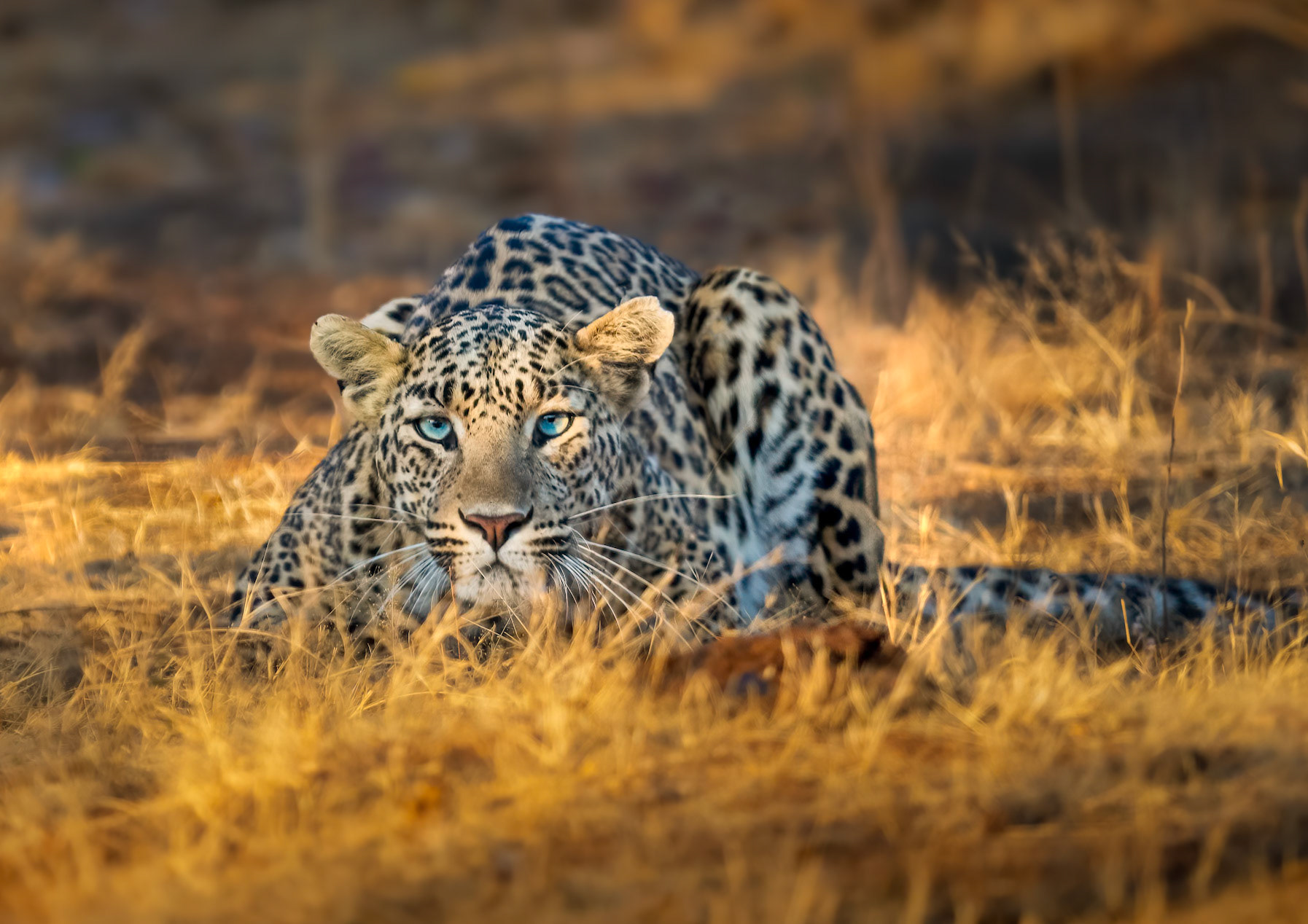 Lead image for Wildlife Worlwide 2024 Brochure