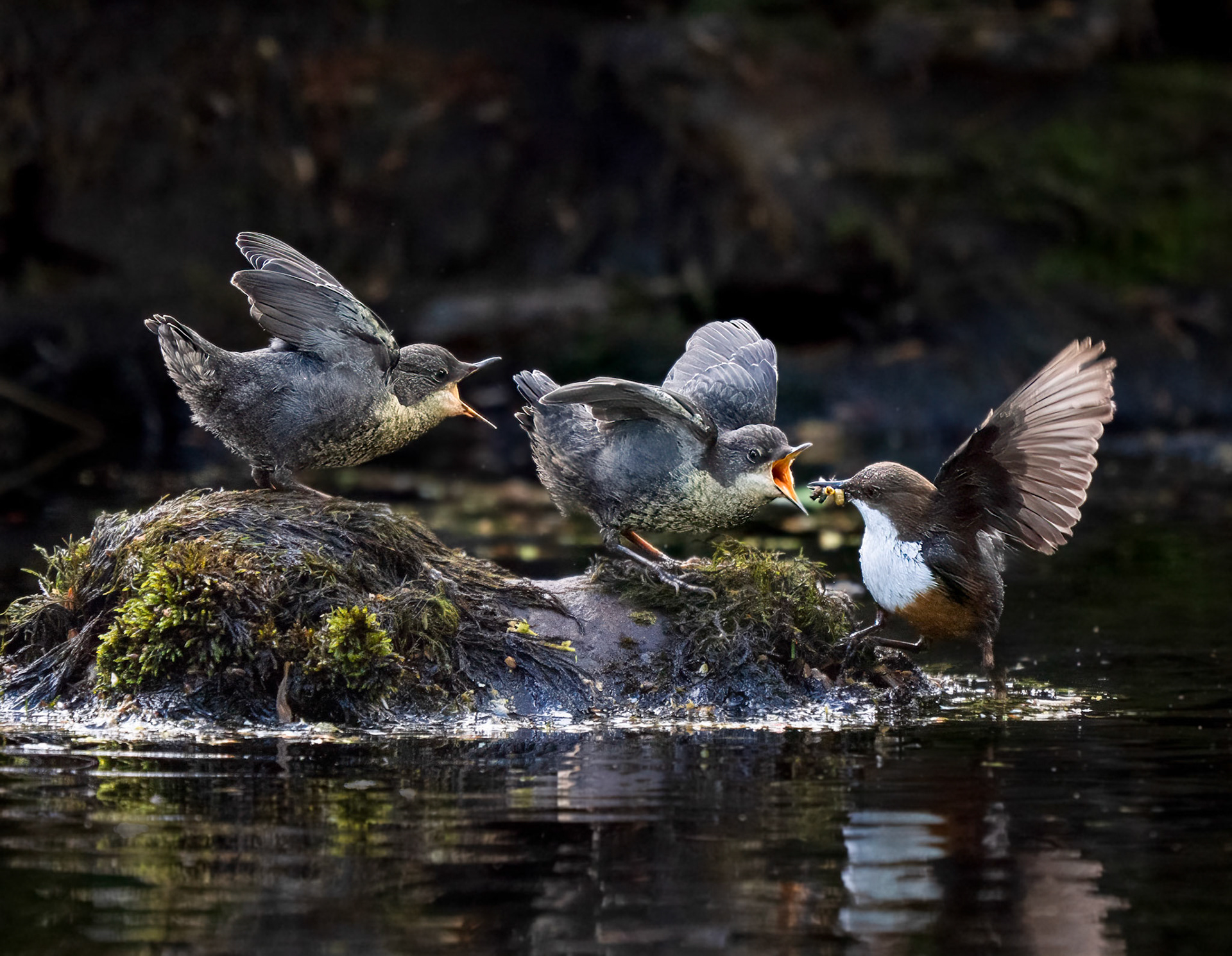 Cumbria Wildlife Trust 2027 Calender Competition Winner