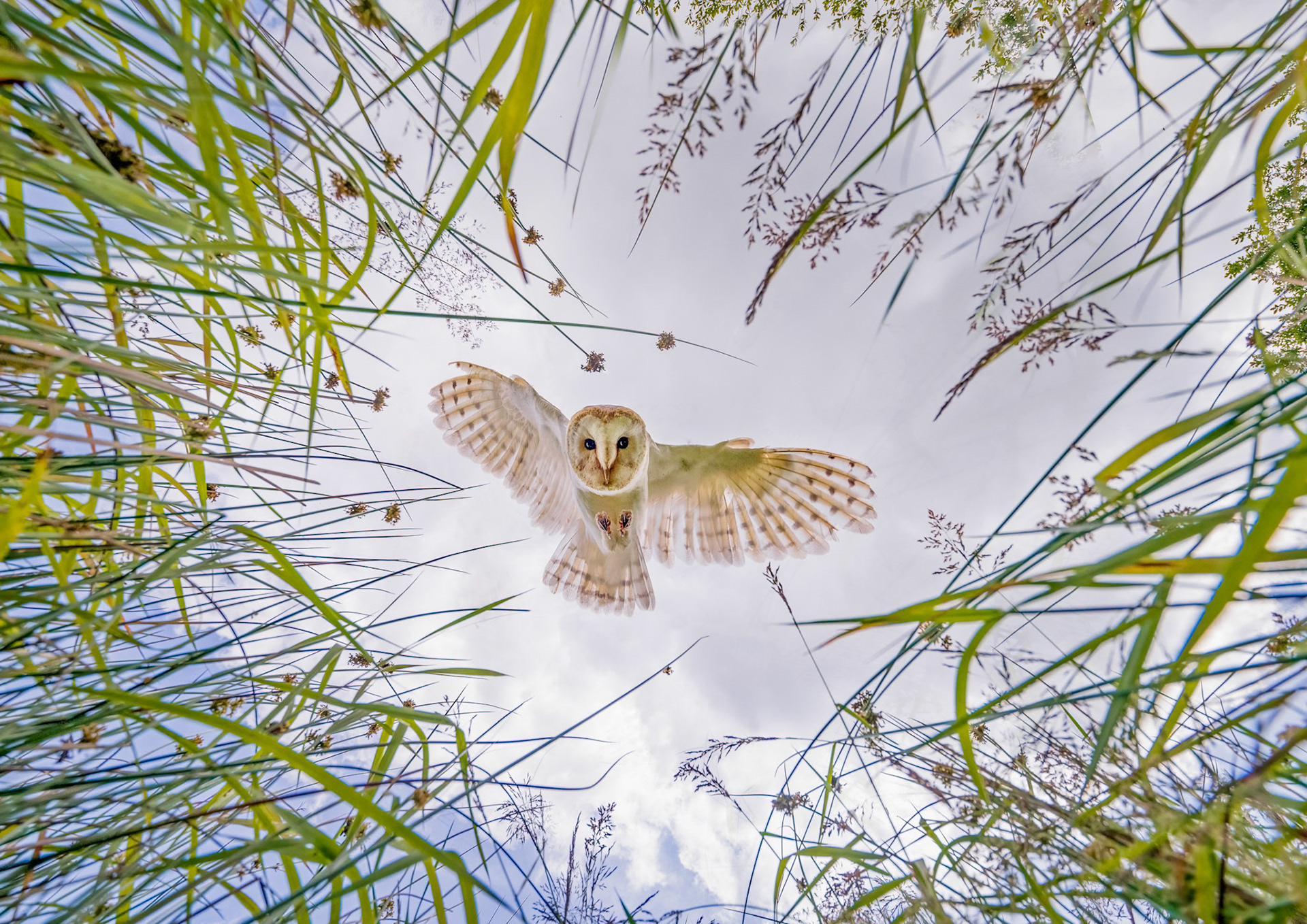 Top 3 in Category, so top 30 overall from over 650,000 entries in the CEWE Photo Awards 2025, the largest photo competition in the world. Finalist LCE Photo show competition 2024