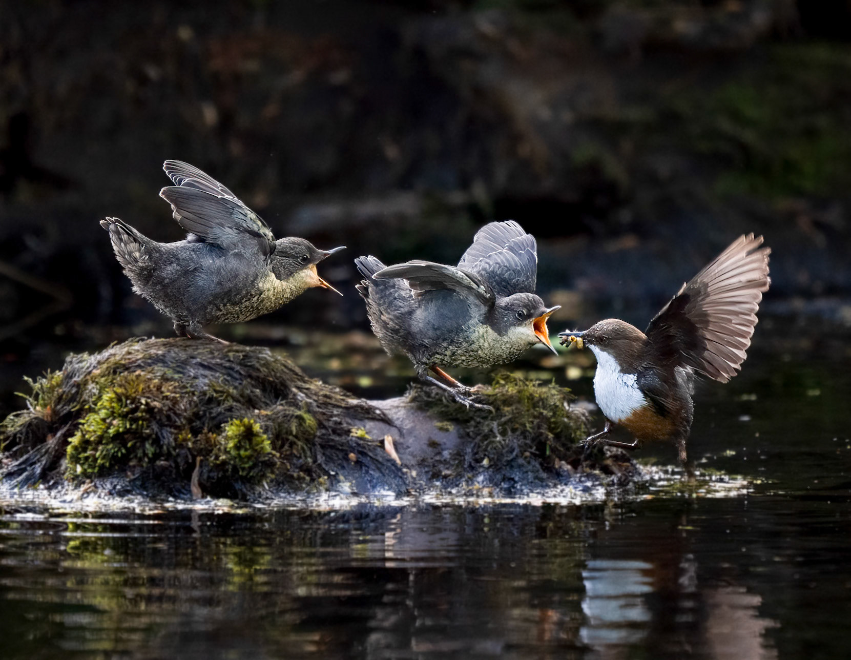Cumbria Wildlife Trust 2027 Calender Competition Winner