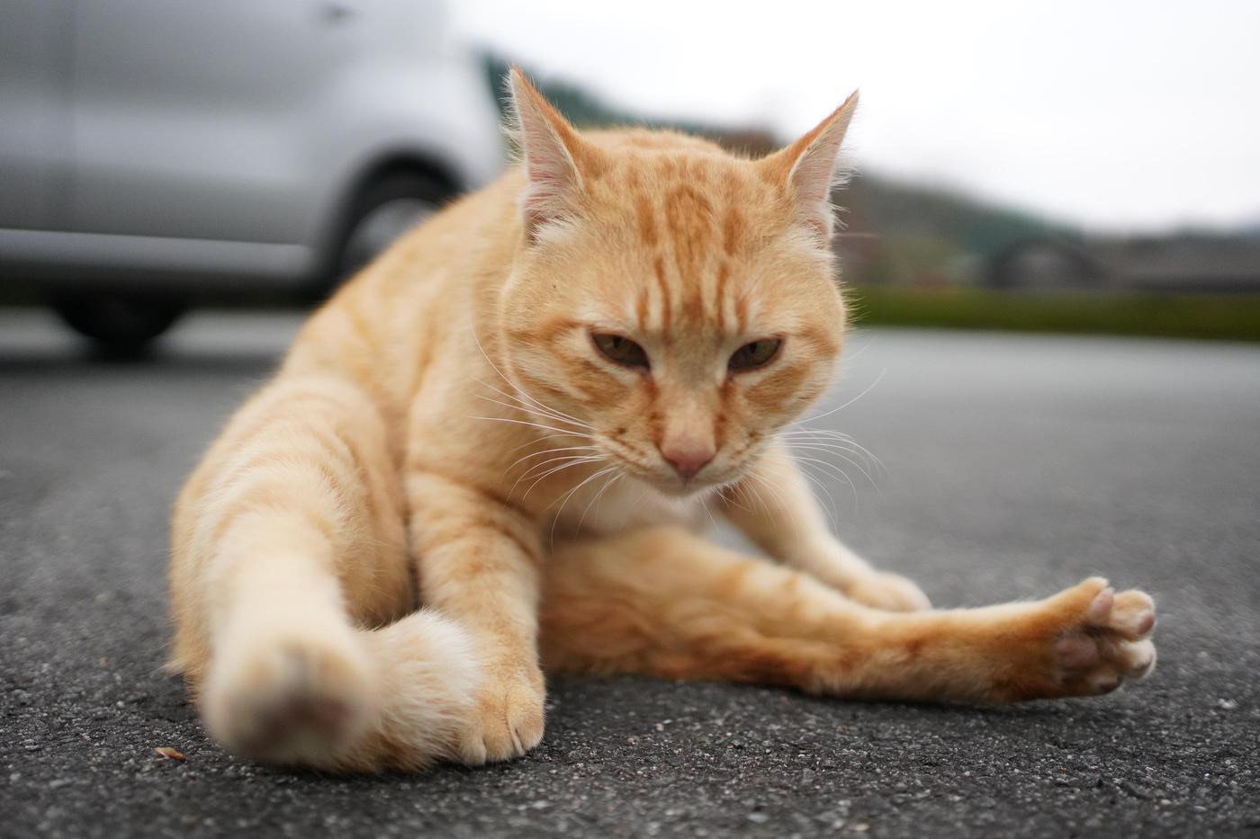 星野焼展示館（11/20）