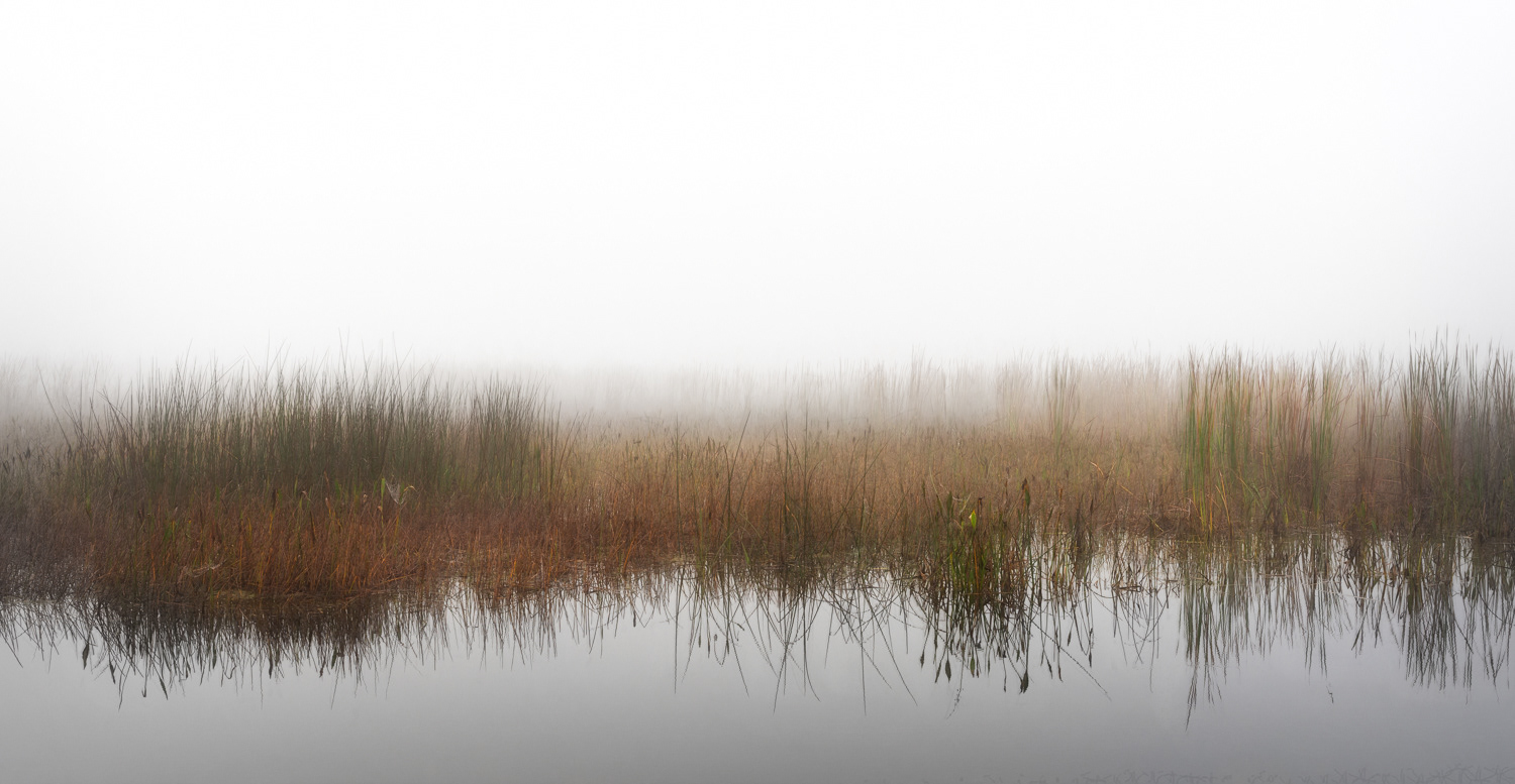 Marsh in Fog