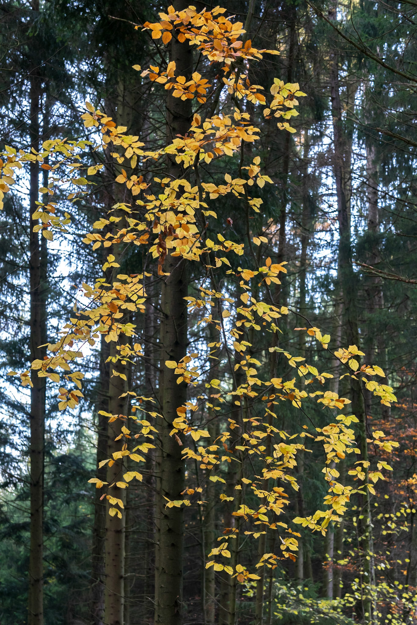 Autumn Glory
