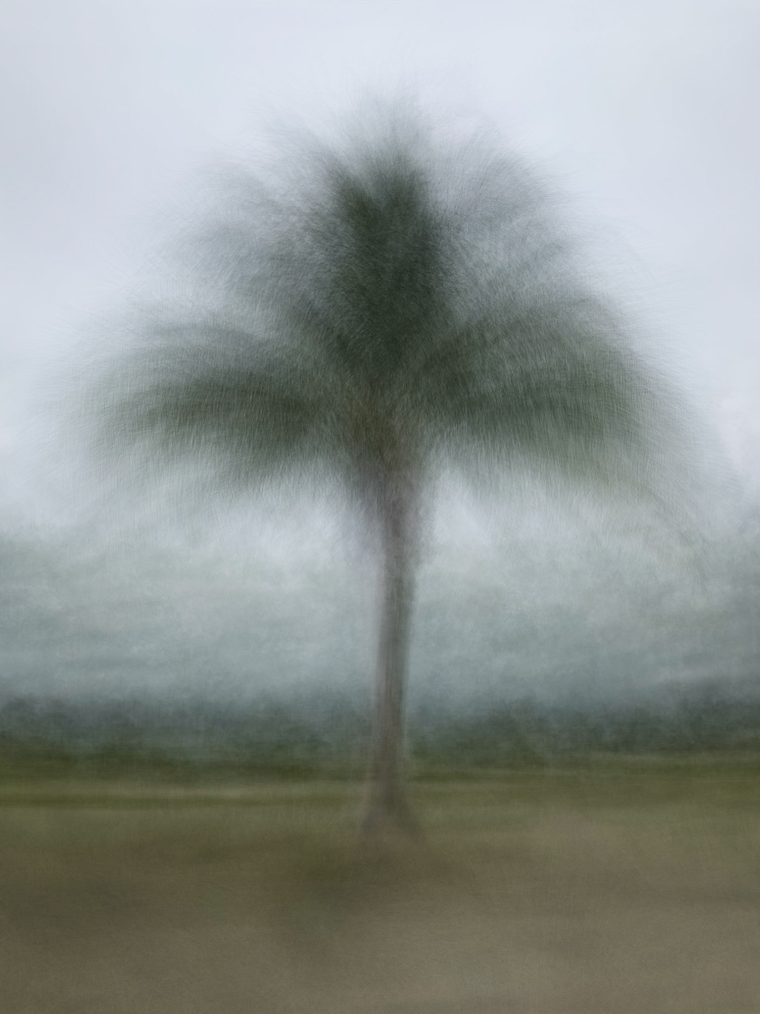 Palm in the Rain