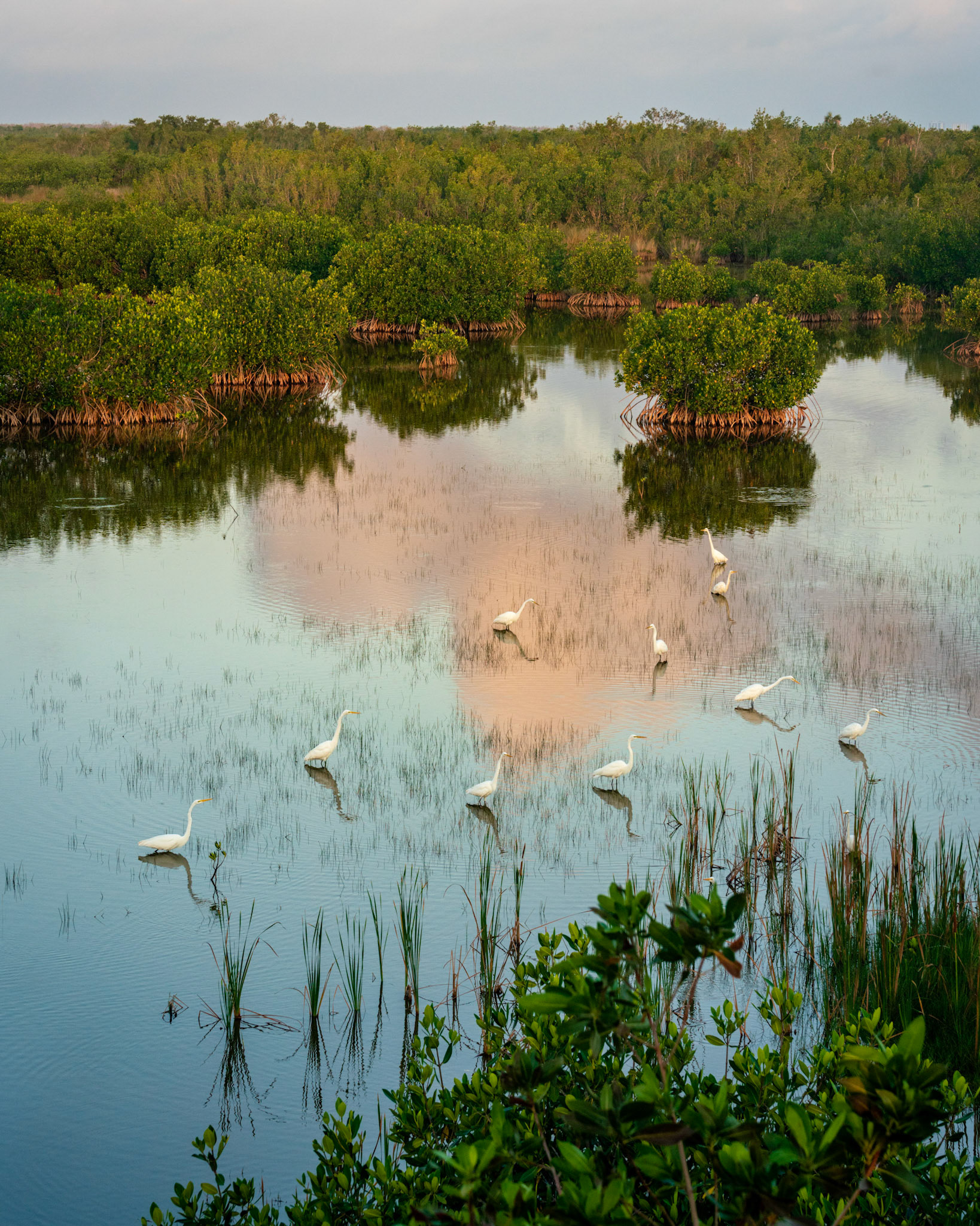 Everglades Sunrise