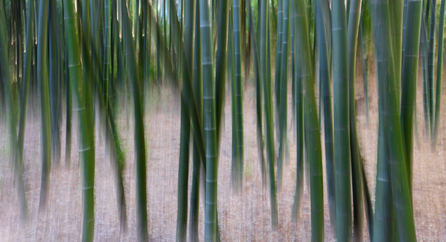 Bamboo