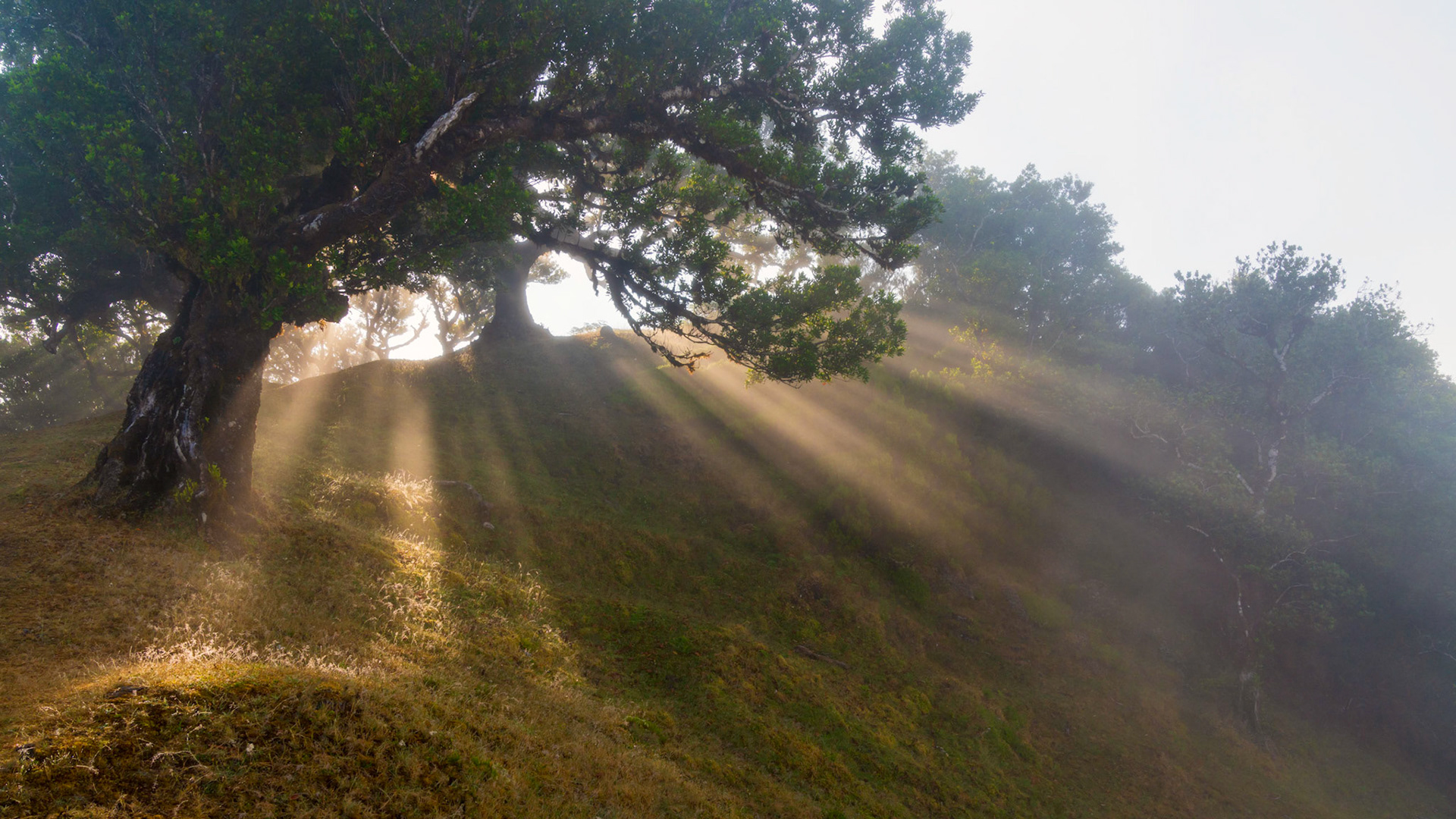 God Rays