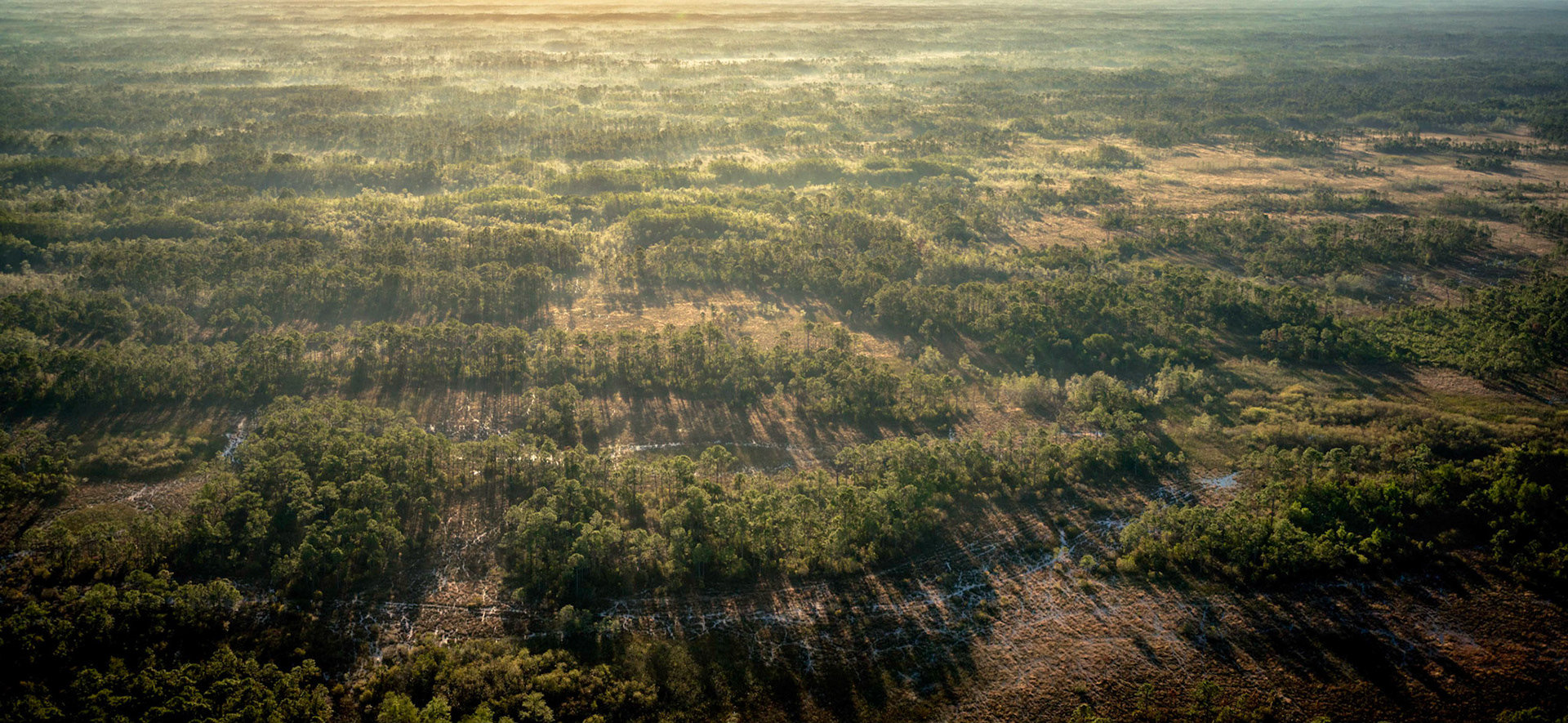 Everglades Morning