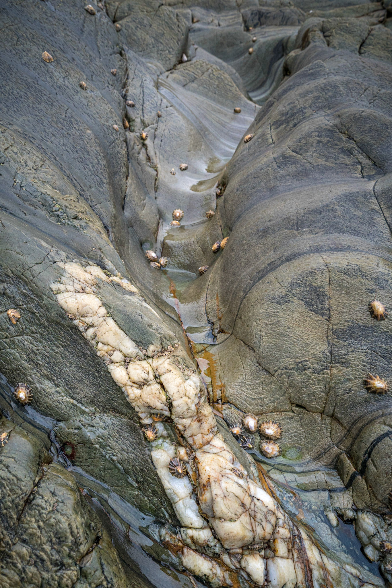 Limpet Valley
