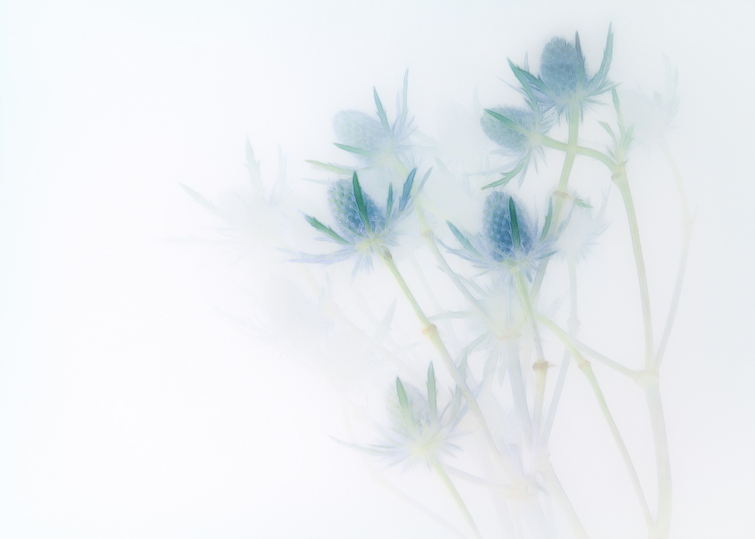 Milk Thistle
