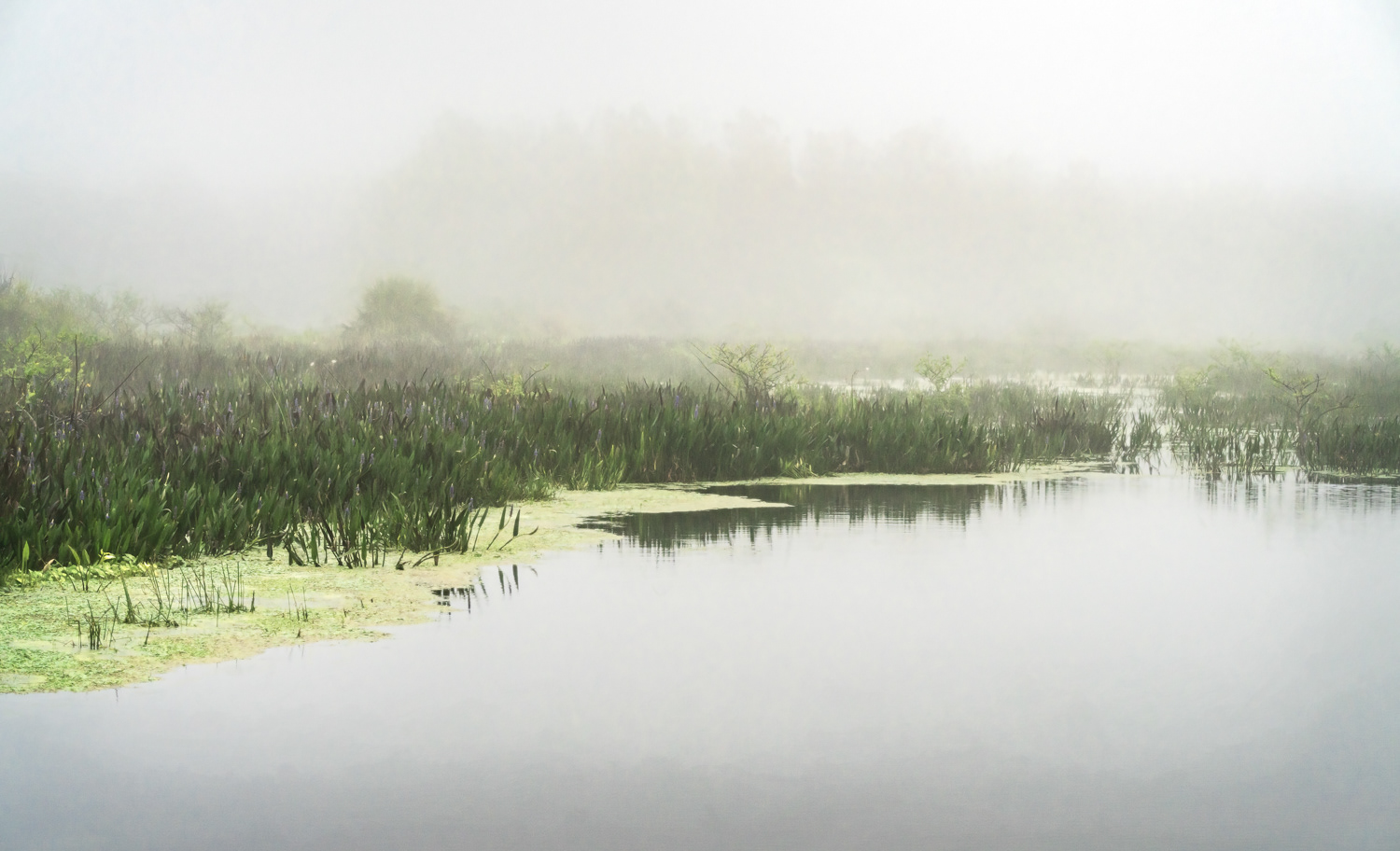 A Florida Landscape